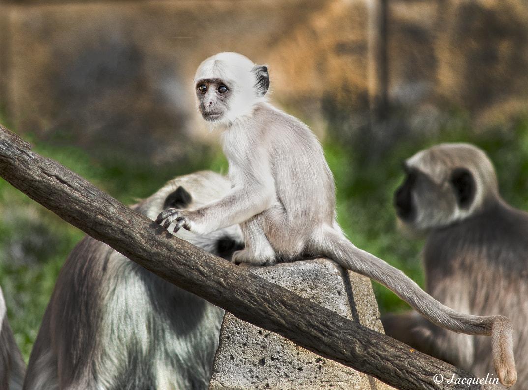 Nikon D3 + AF Nikkor 300mm f/4 IF-ED sample photo. Indian monkey photography