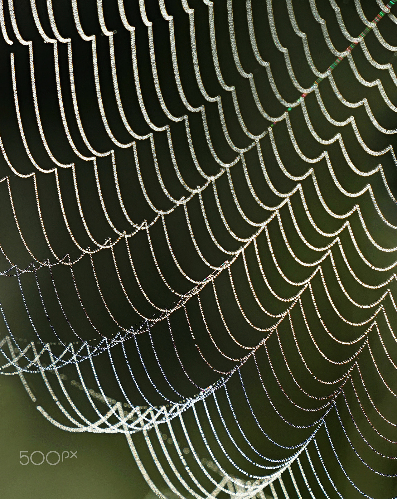 Sony a7 II + Sony FE 70-300mm F4.5-5.6 G OSS sample photo. Spider web photography