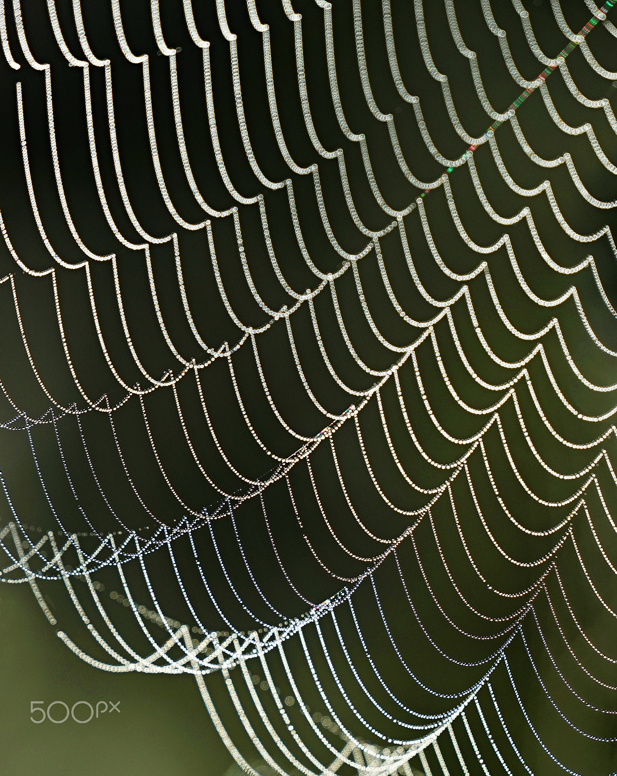 Sony FE 70-300mm F4.5-5.6 G OSS sample photo. Spider web photography