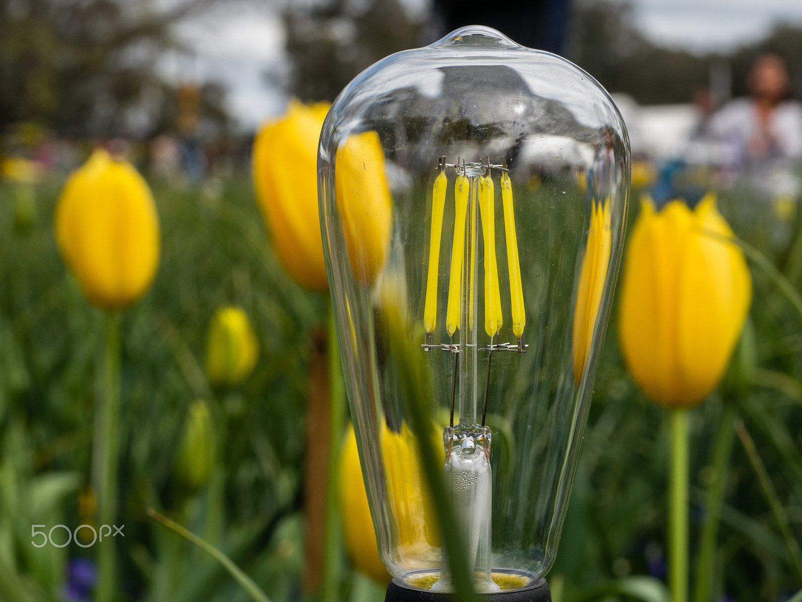 Panasonic DMC-GM1S sample photo. Floriade 2016 -light photography