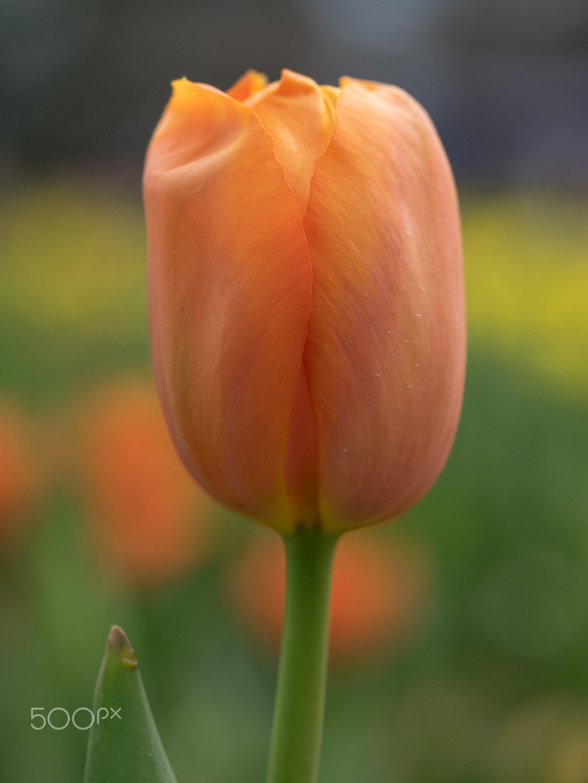 Panasonic DMC-GM1S + Olympus M.Zuiko Digital ED 60mm F2.8 Macro sample photo. Floriade 2016 -3 photography