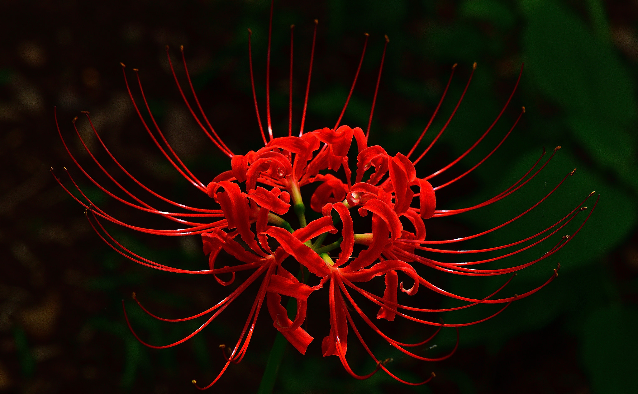 Nikon AF-S DX Micro-Nikkor 85mm F3.5G ED VR sample photo. Red spider lily photography