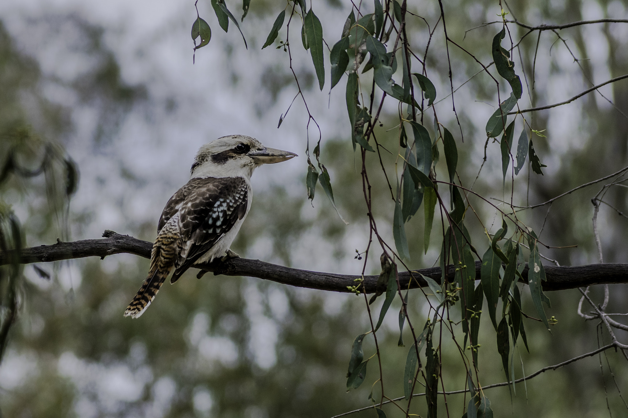 Pentax smc DA* 60-250mm F4.0 ED (IF) SDM sample photo. Kookaburra photography