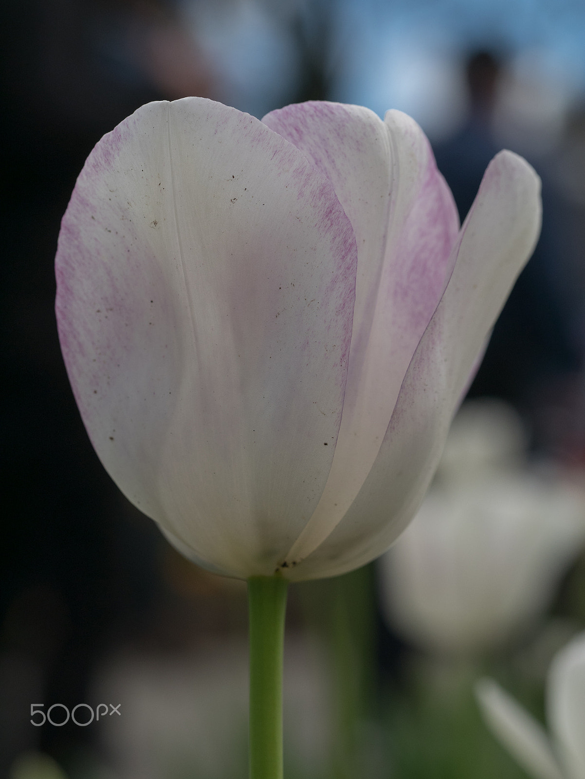 Panasonic DMC-GM1S + Olympus M.Zuiko Digital ED 60mm F2.8 Macro sample photo. Floriade 2016 -4 photography