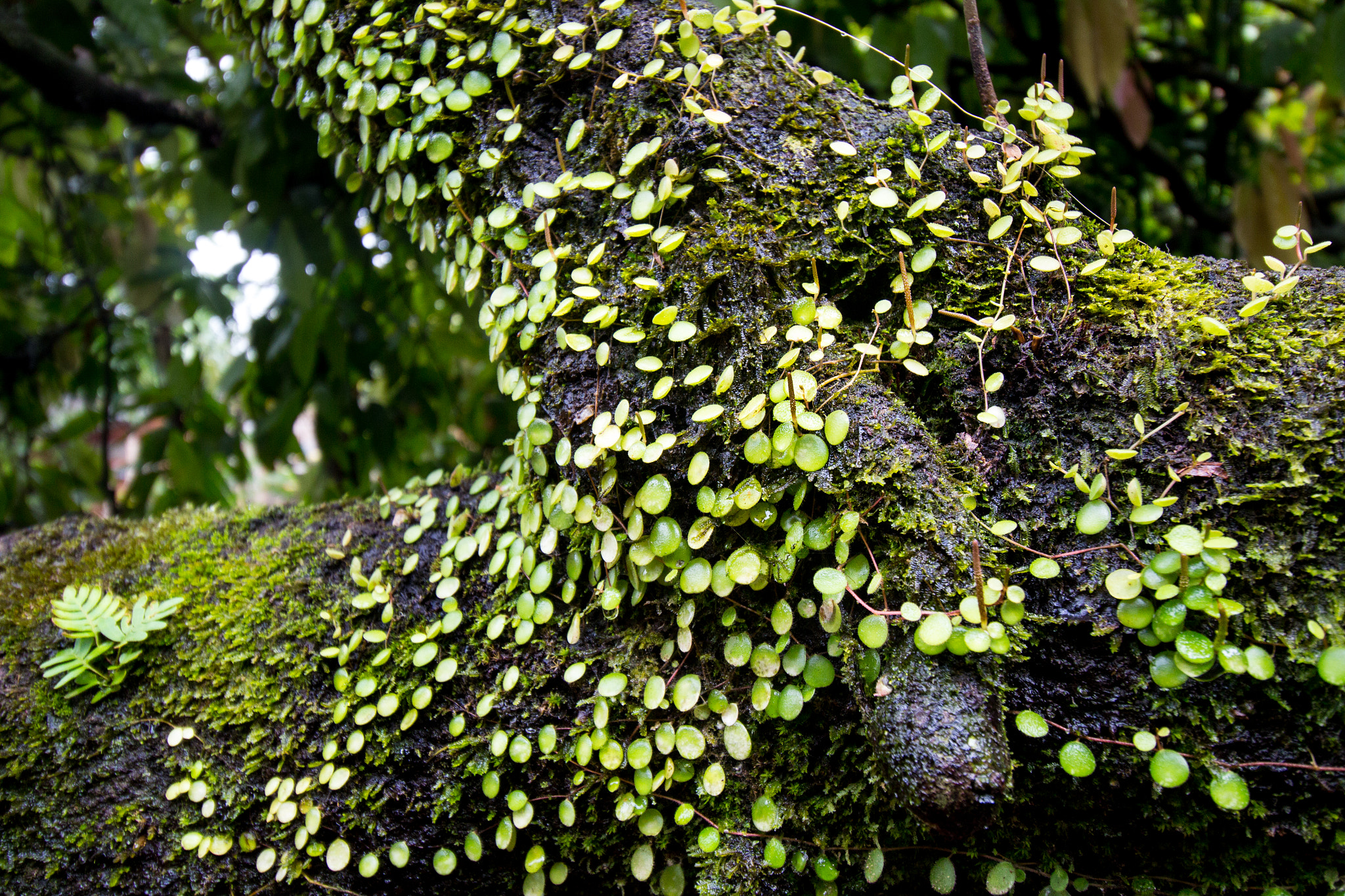 Canon EOS 650D (EOS Rebel T4i / EOS Kiss X6i) sample photo. Living dew photography