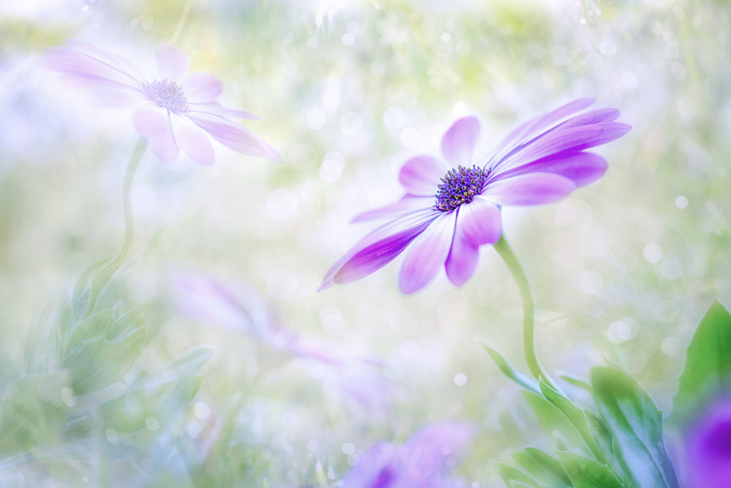 My dream . by Nguyen Thuy Duong on 500px.com