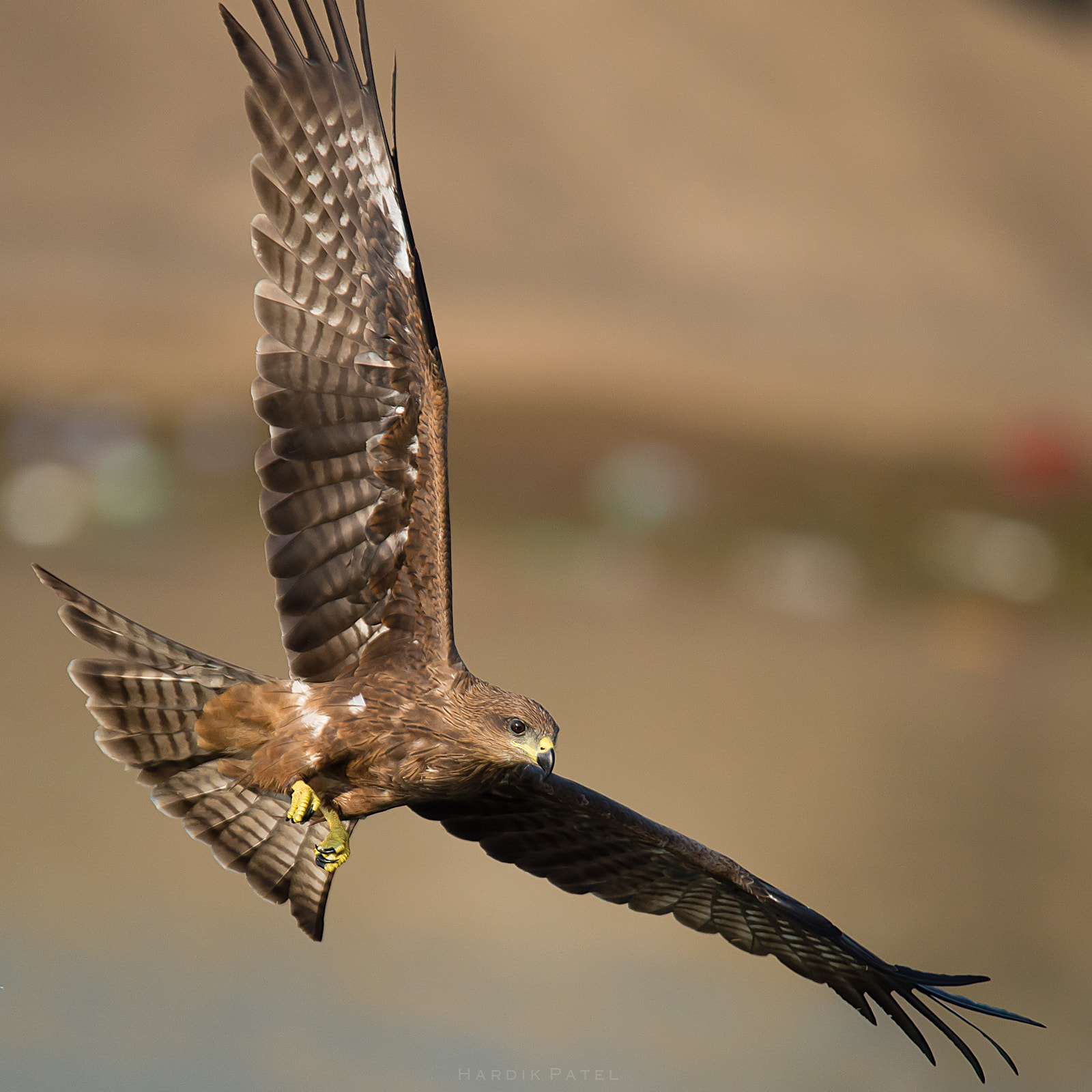Nikon D4S sample photo. Lovely flight photography