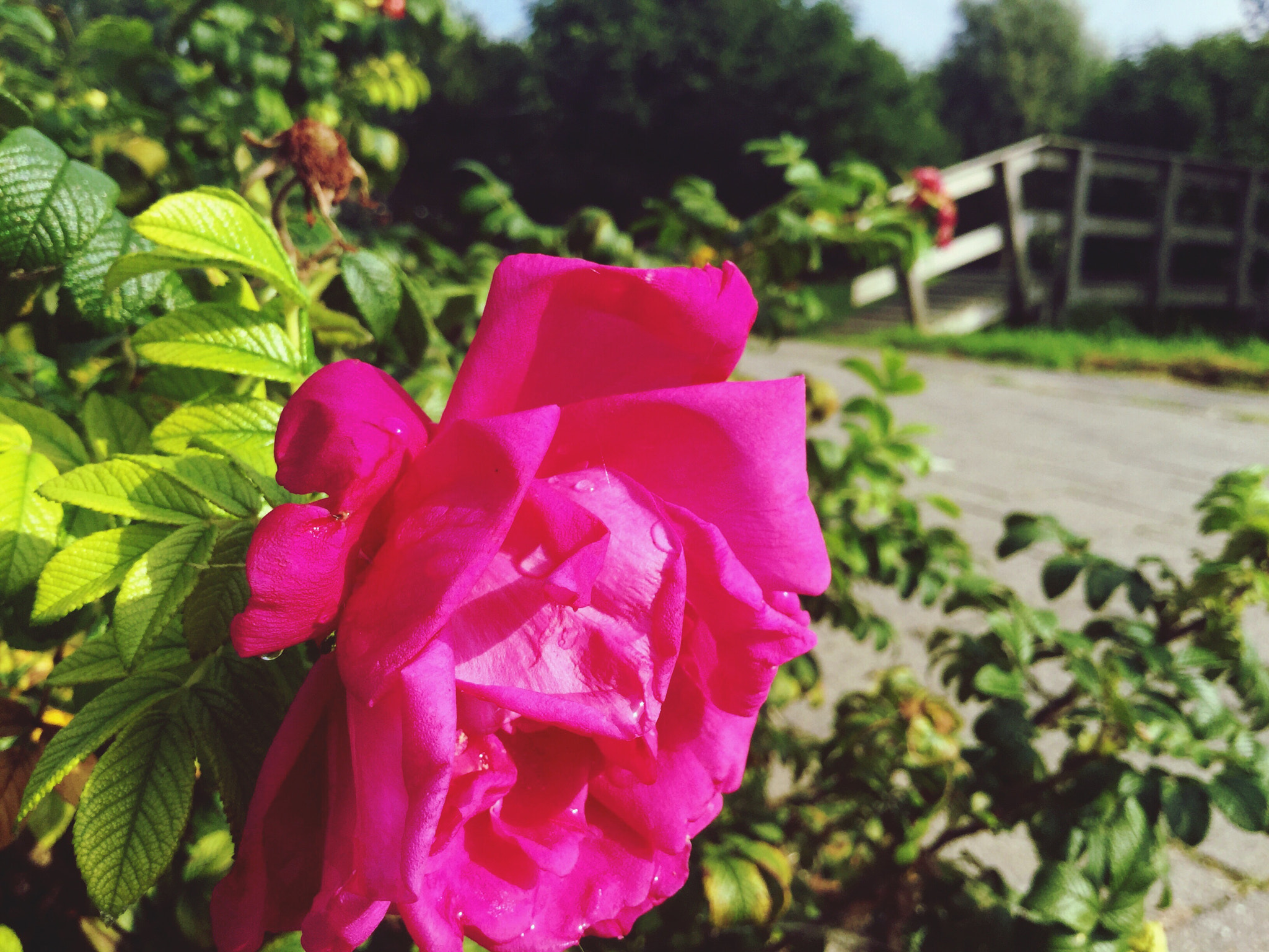 Apple iPod7,1 sample photo. Pink rose photography