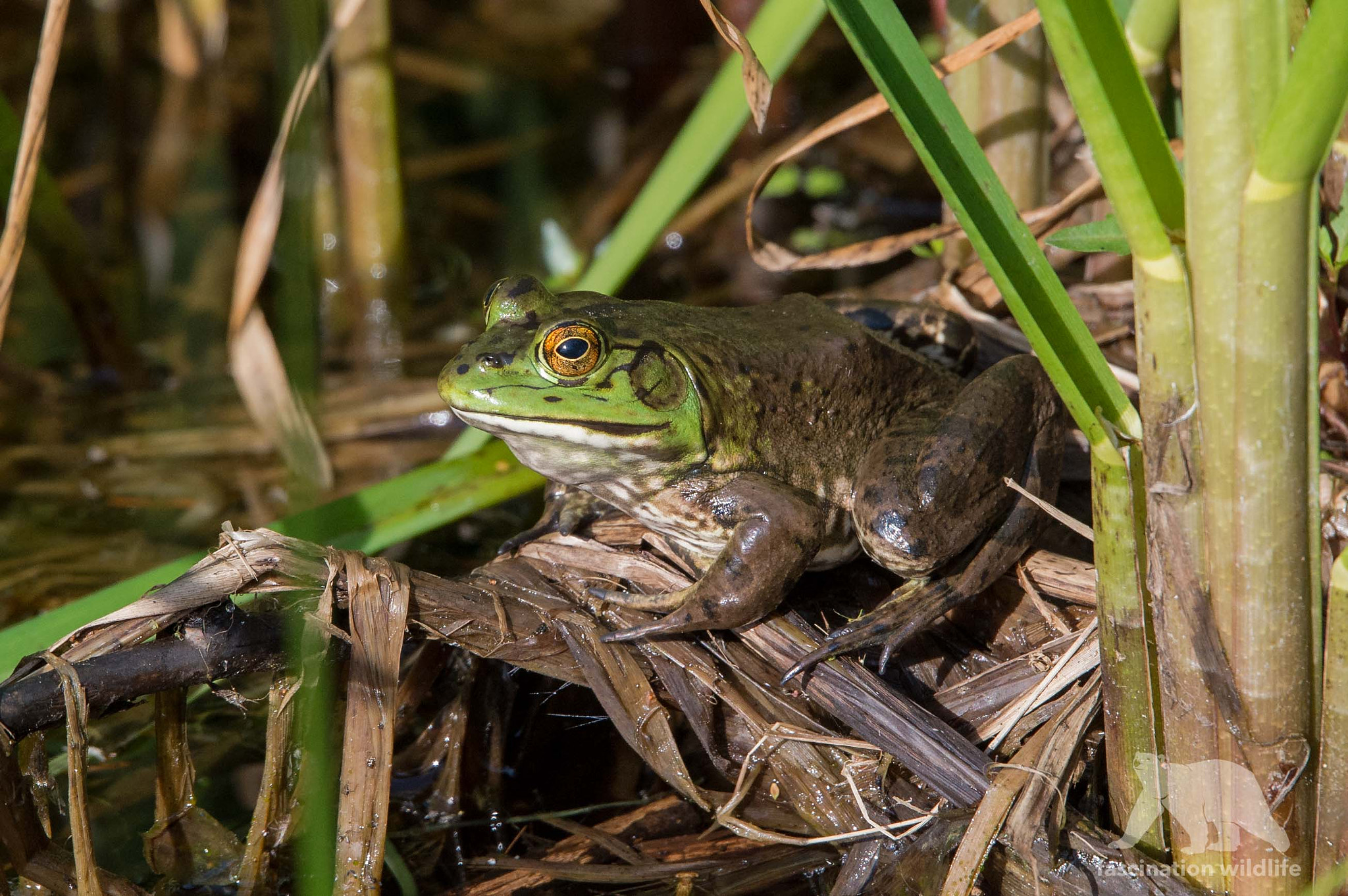 Sigma 150-600mm F5-6.3 DG OS HSM | S sample photo. Bullfrog photography