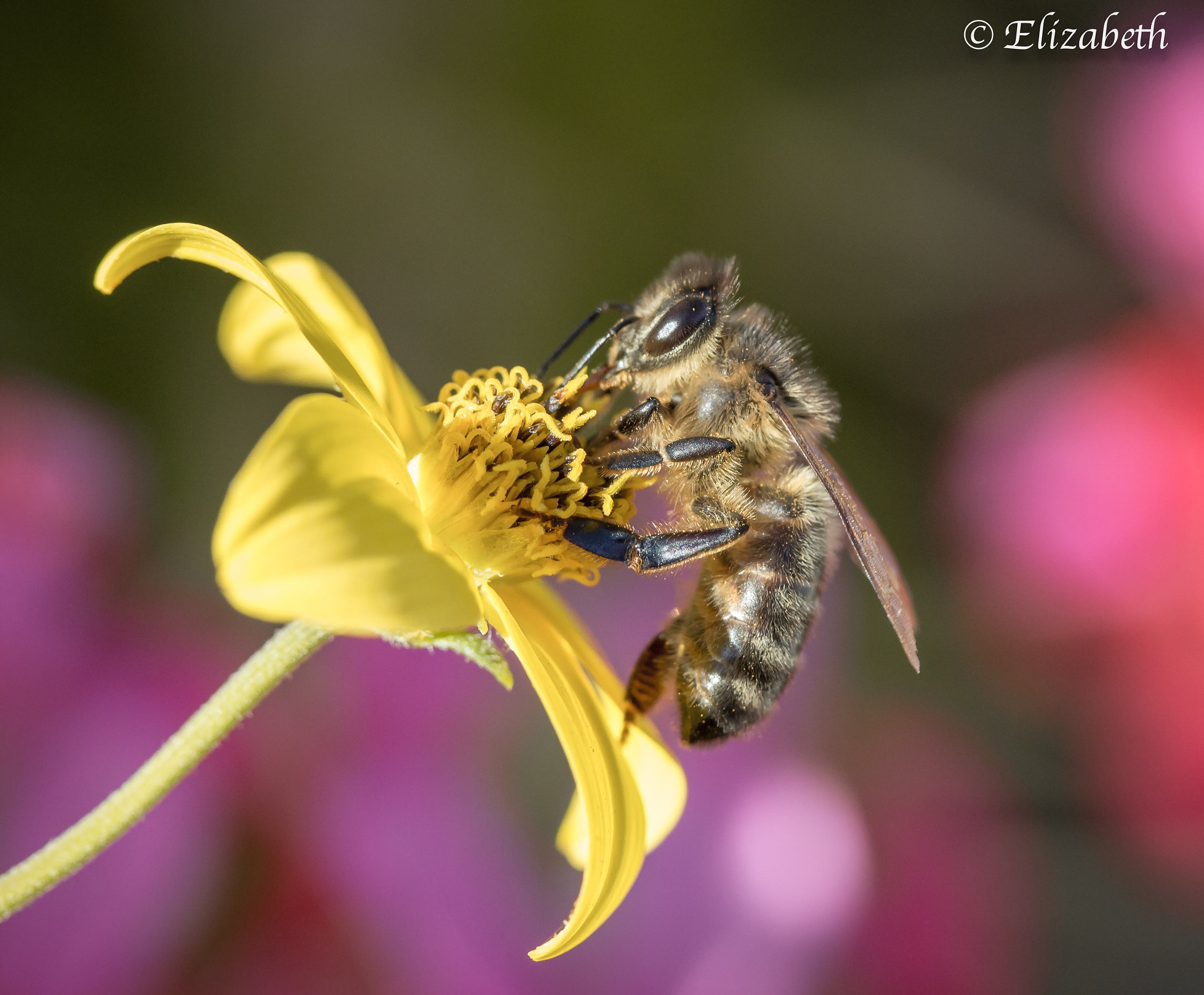 Canon EF-S 60mm F2.8 Macro USM sample photo. Beecause photography