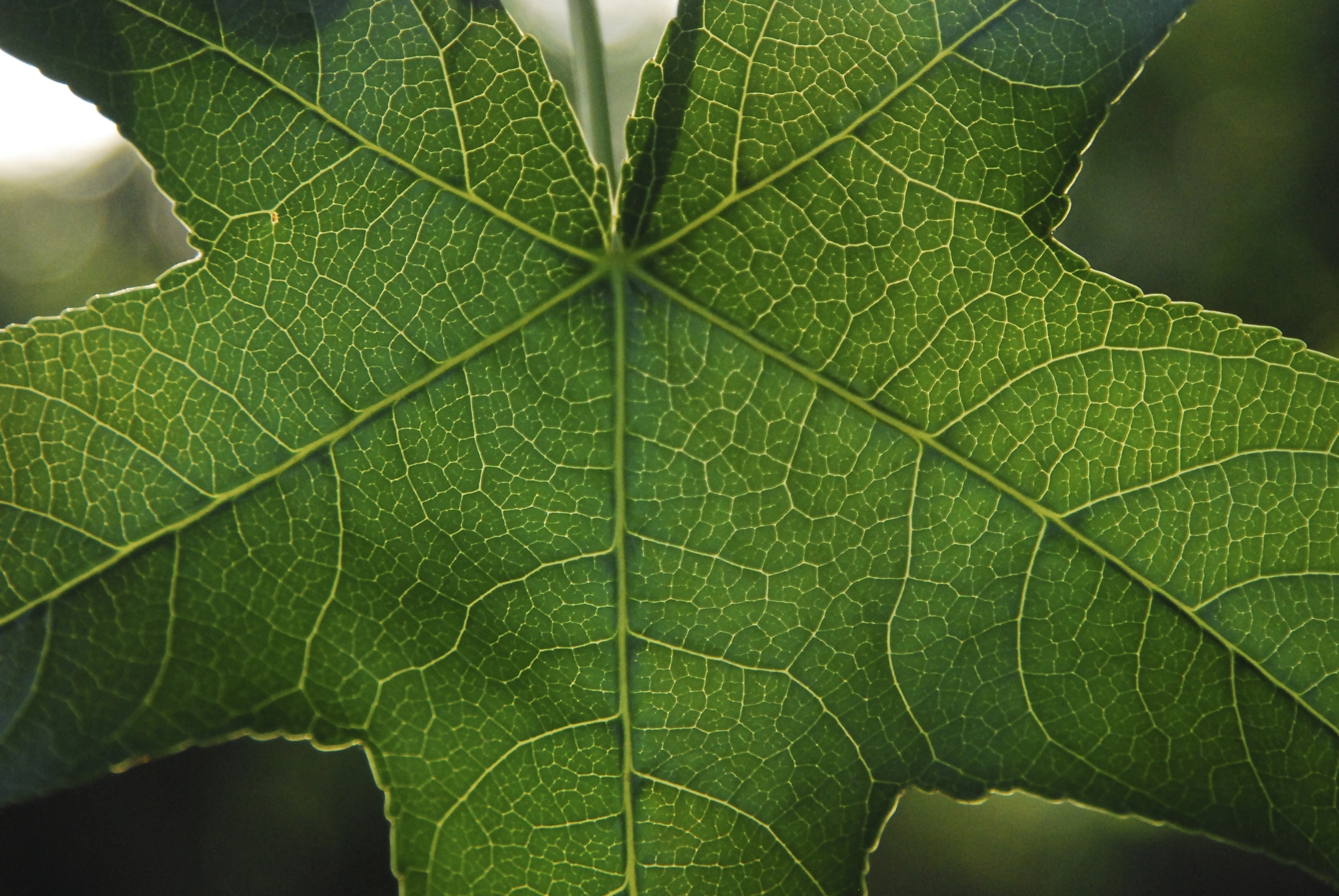 Nikon D80 sample photo. Bryanameyer photography