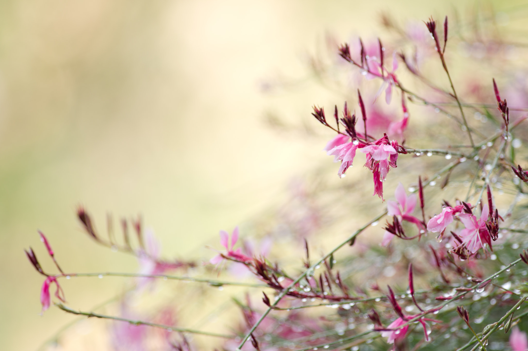 Pentax K-3 sample photo. Couleurs de pluie photography