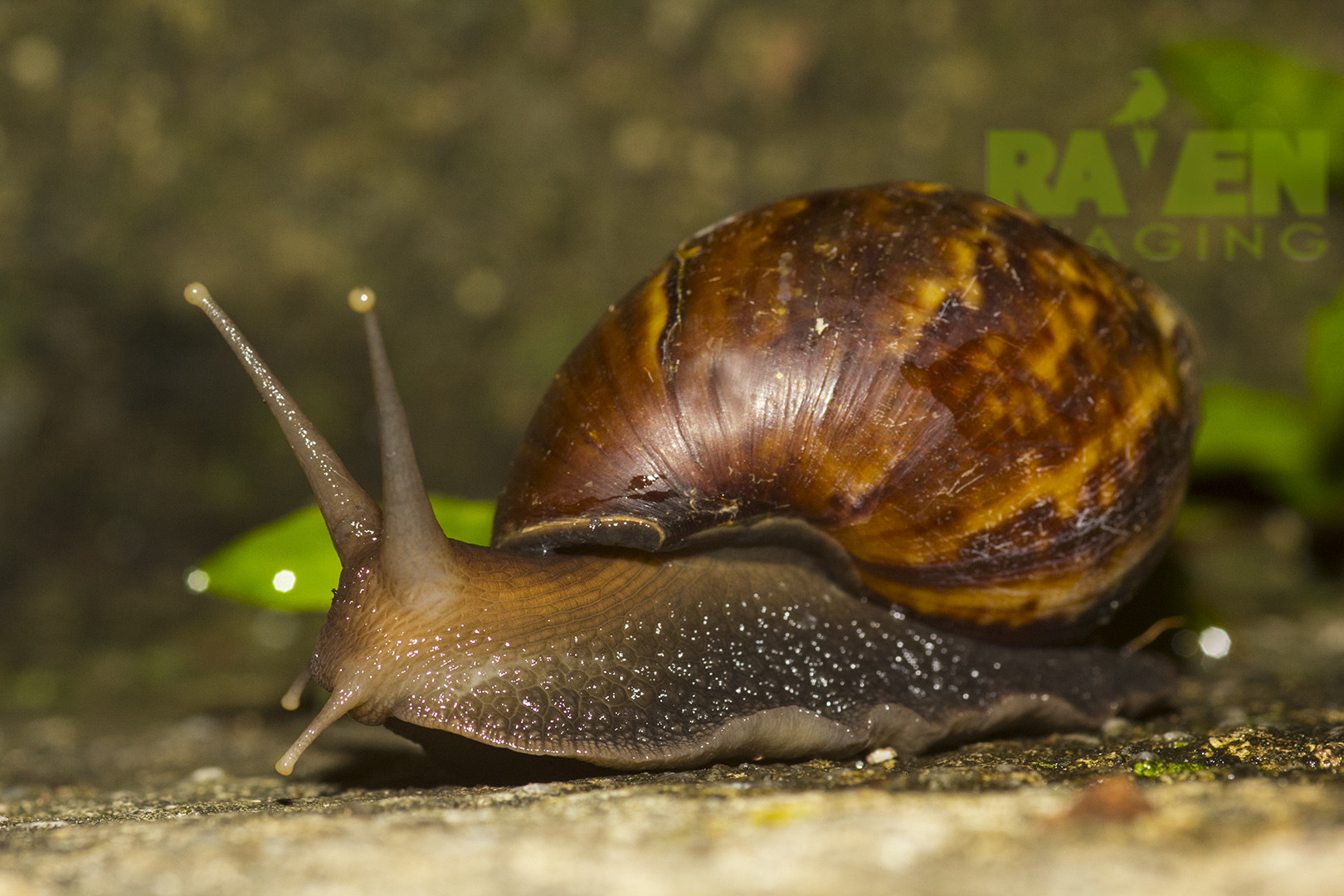 Sigma 105mm F2.8 EX DG Macro sample photo. Large snail photography