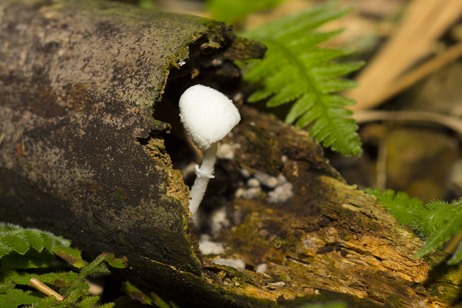 Canon EOS 60D + Sigma 105mm F2.8 EX DG Macro sample photo. White mushroom in hollow log photography