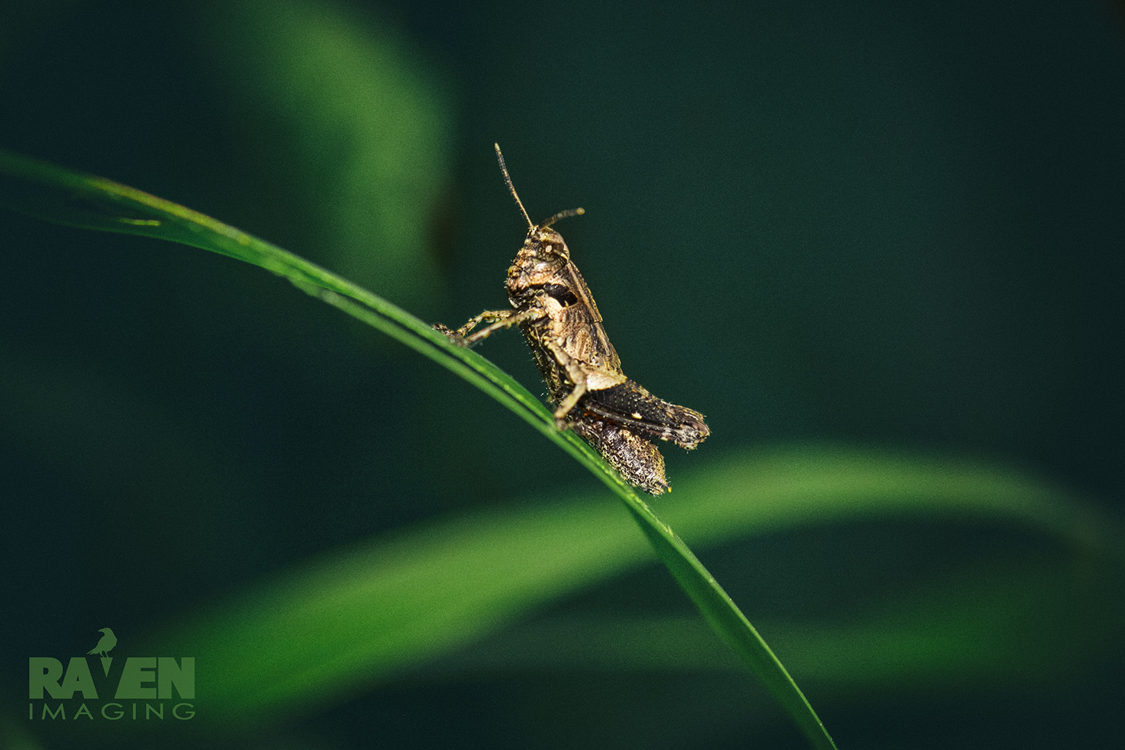 Canon EOS 60D + Sigma 105mm F2.8 EX DG Macro sample photo. Grasshopper 1 photography