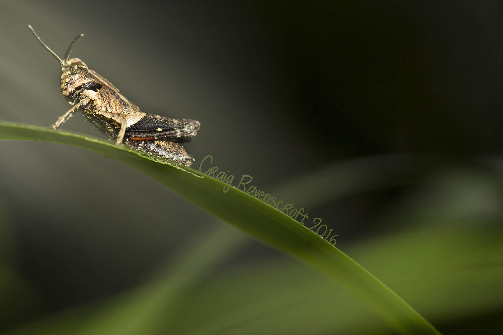 Canon EOS 60D + Sigma 105mm F2.8 EX DG Macro sample photo. Grasshopper 2 photography