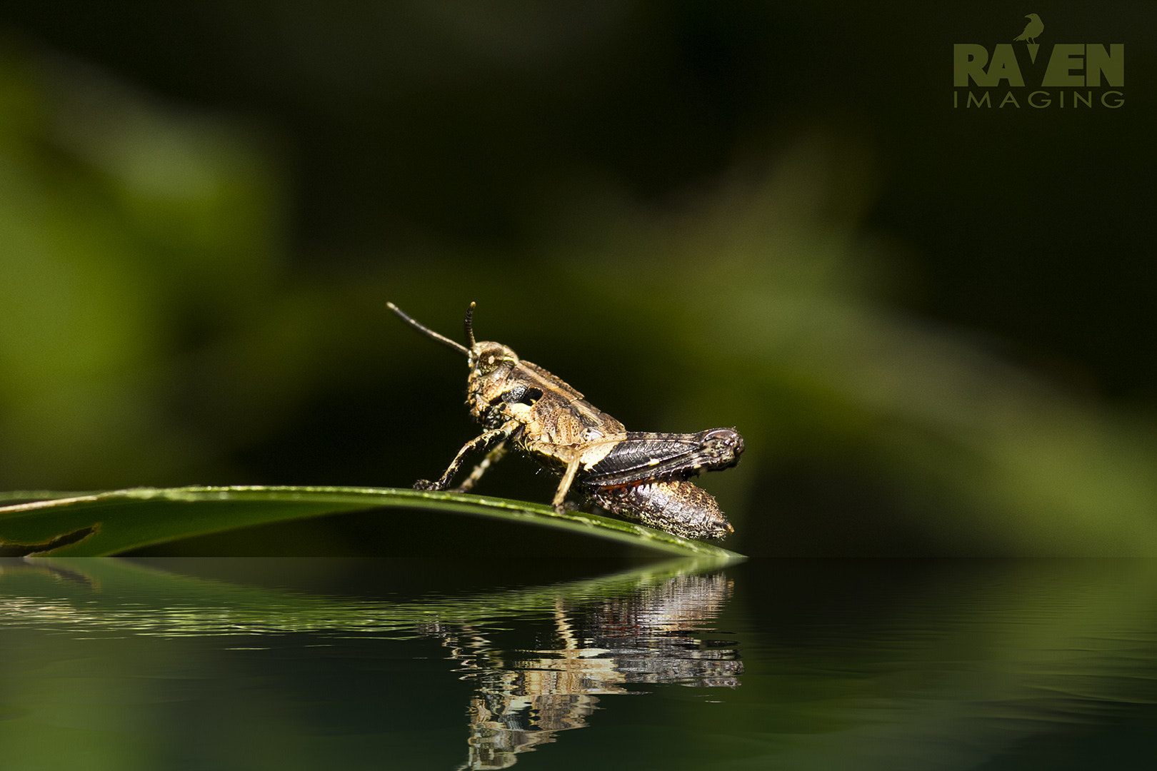 Canon EOS 60D + Sigma 105mm F2.8 EX DG Macro sample photo. Grasshopper 3 photography