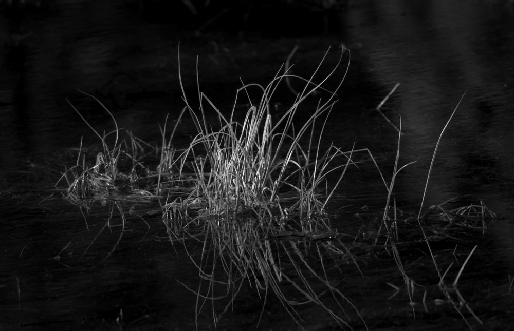 Olympus OM-D E-M10 sample photo. Serene chaos photography
