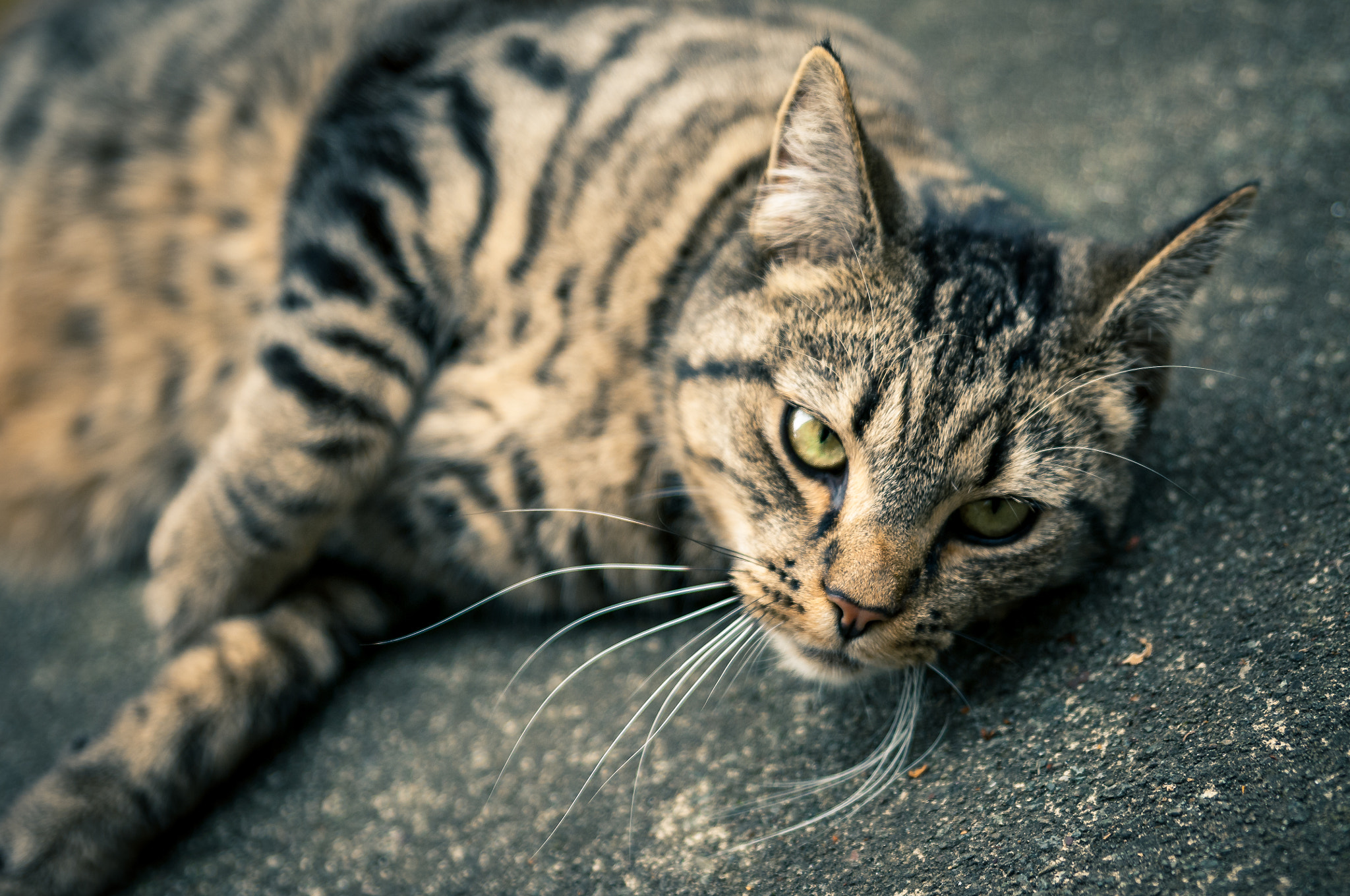 Sigma 24-70mm F2.8 EX DG HSM sample photo. Goldie photography