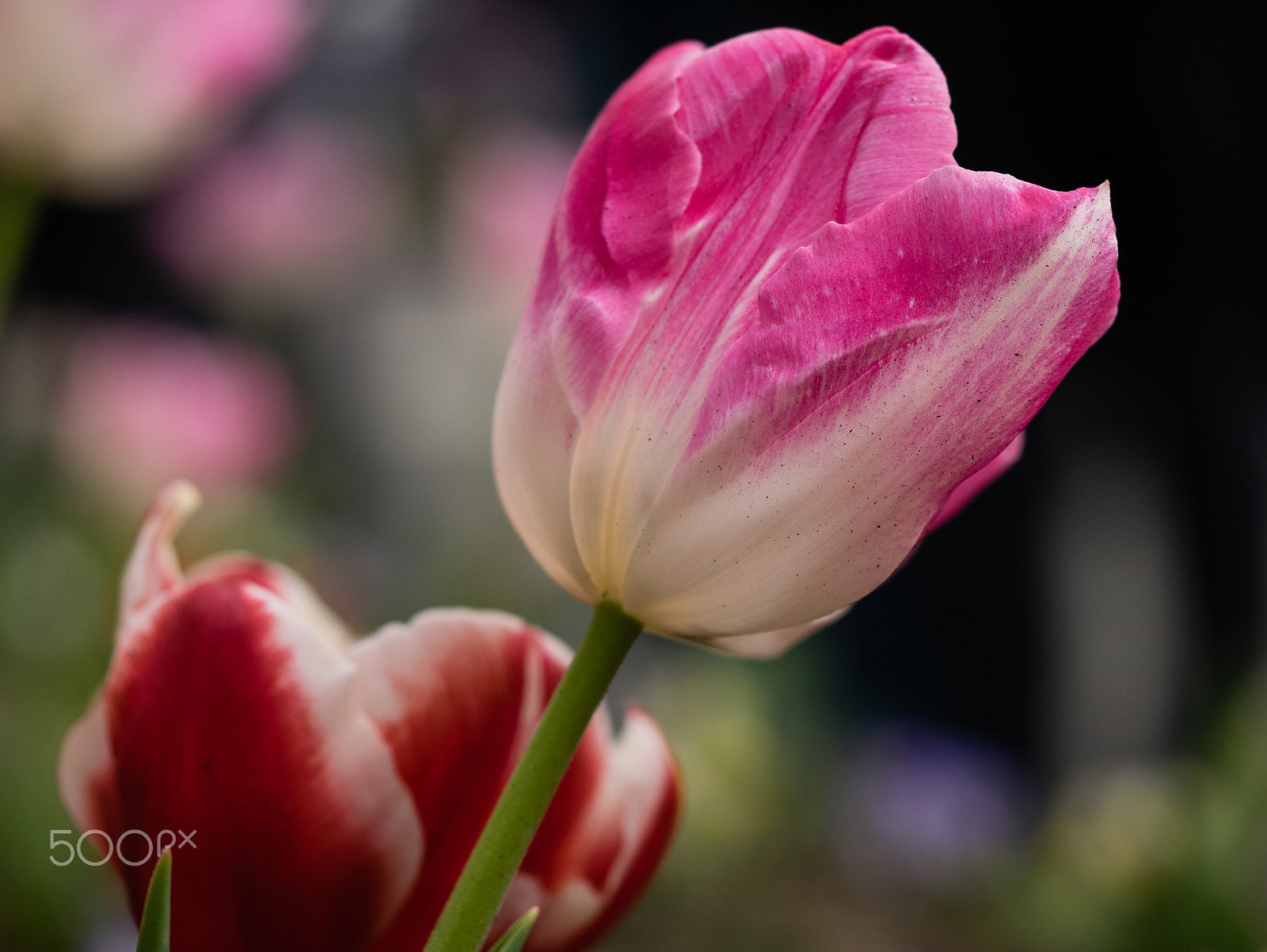 Panasonic DMC-GM1S + Olympus M.Zuiko Digital ED 60mm F2.8 Macro sample photo. Floriade 2016 -5 photography