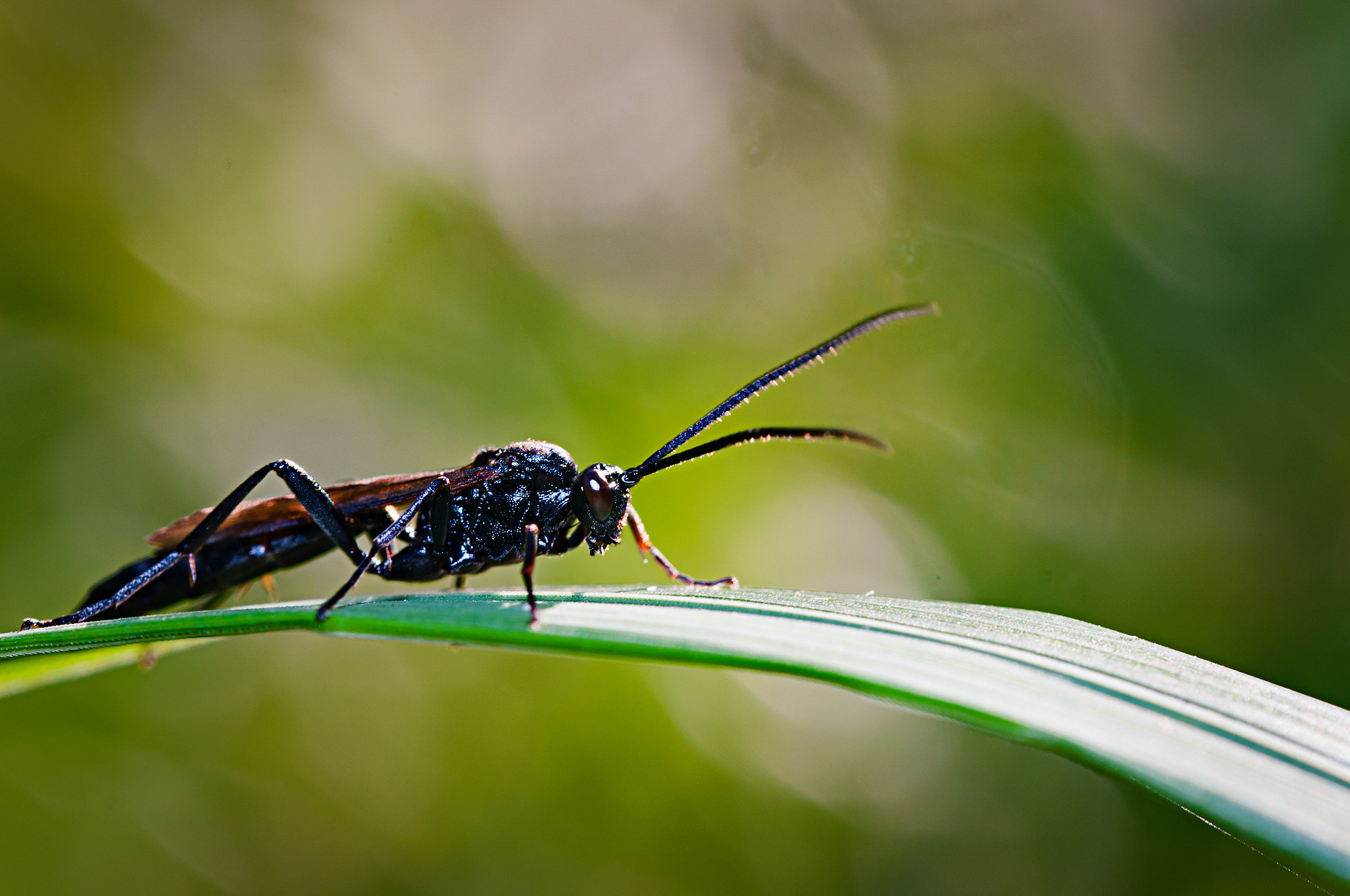 Nikon D300 sample photo. Predator photography