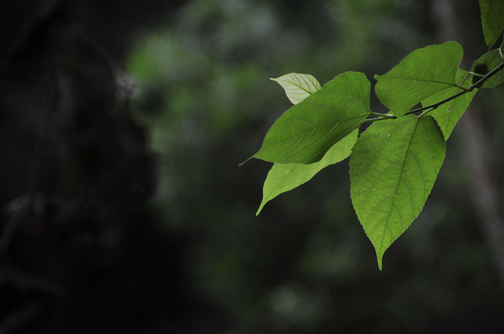Nikon D3 sample photo. .. photography