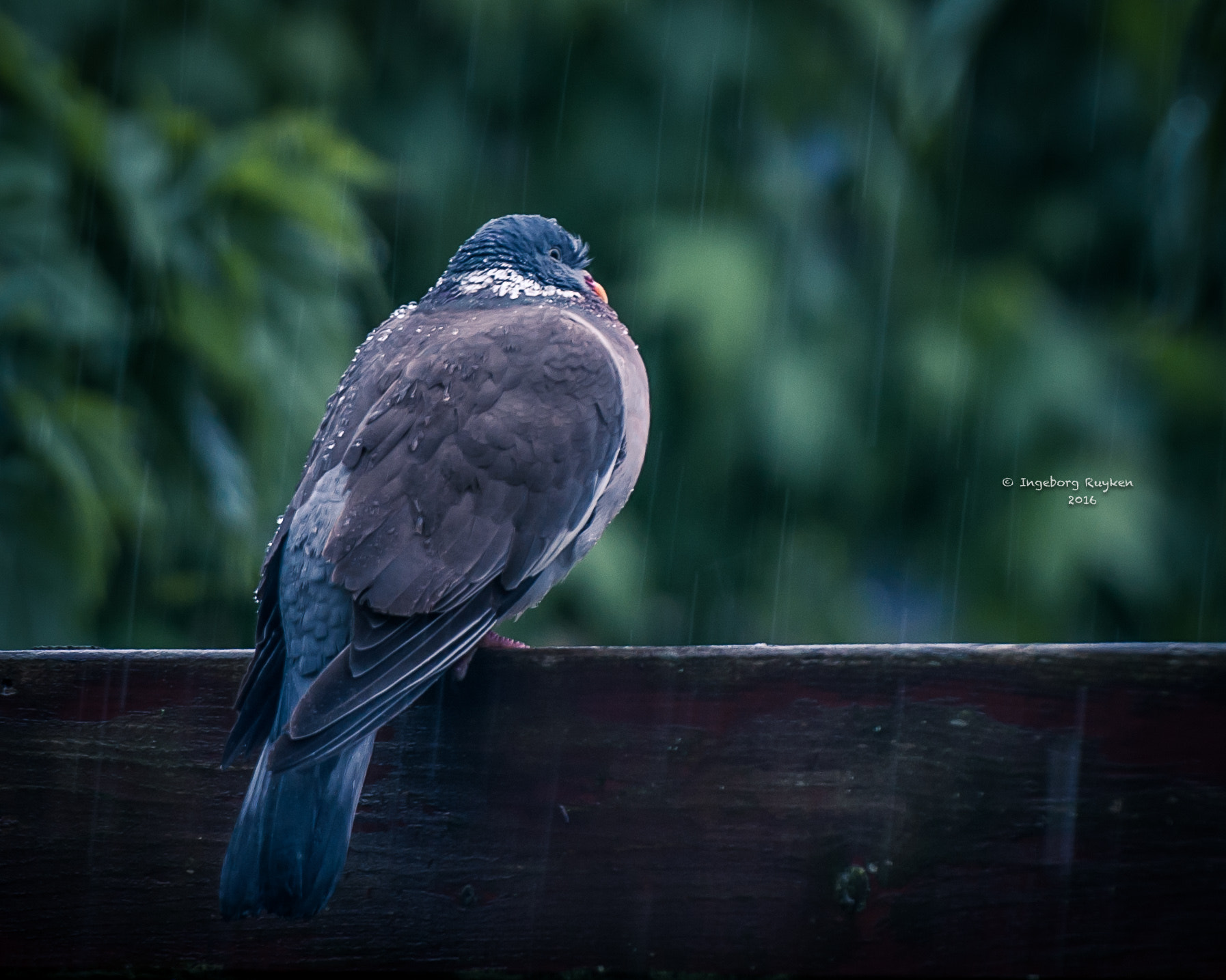 Nikon AF-S Nikkor 70-200mm F2.8G ED VR II sample photo. Waiting for the sun photography