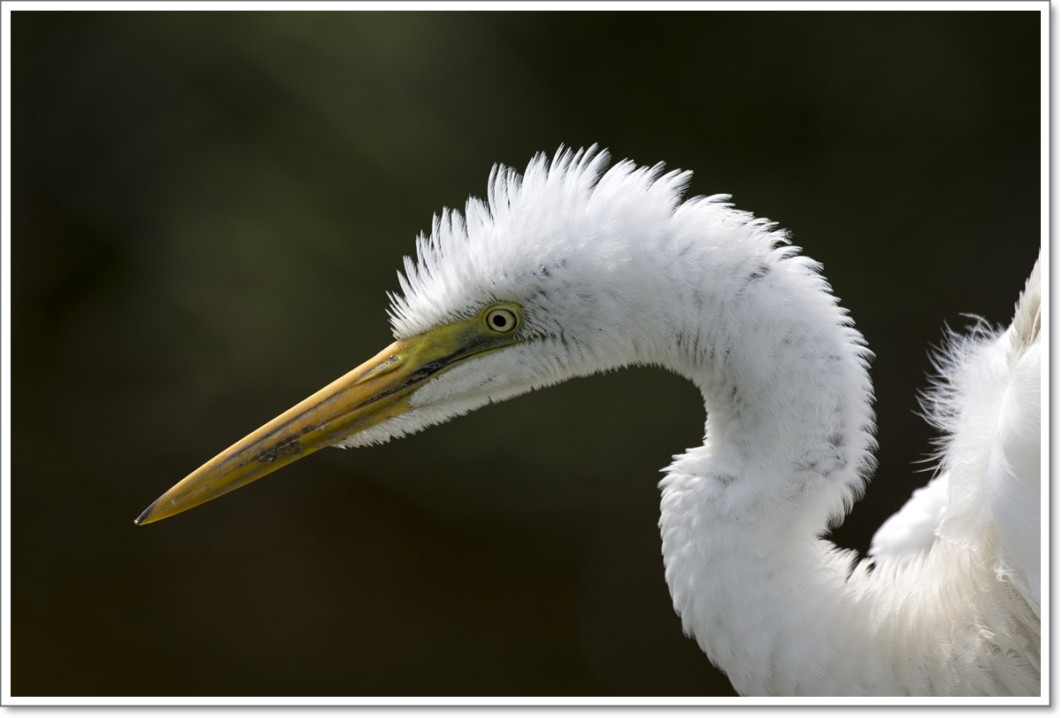 Nikon D4S + Nikon AF-S Nikkor 600mm F4G ED VR sample photo. Little egret photography