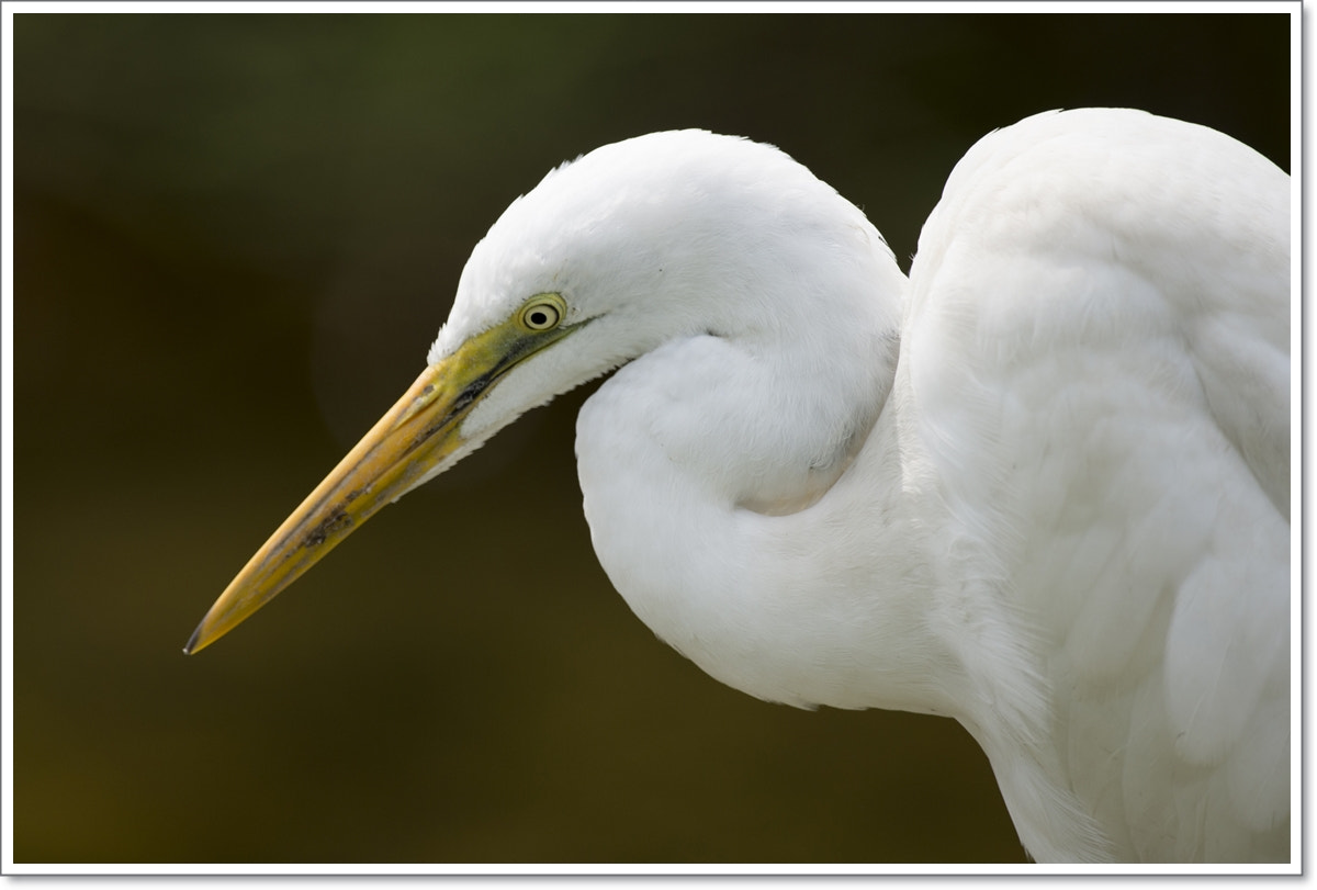 Nikon D4S + Nikon AF-S Nikkor 600mm F4G ED VR sample photo. Little egret photography