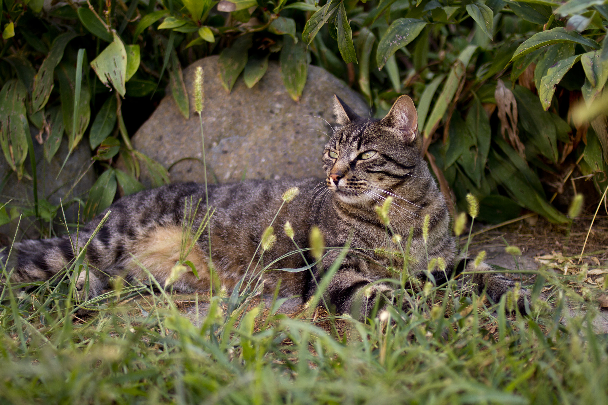 Canon EOS 7D + Canon EF 35mm F2 sample photo. Puciotti cat photography