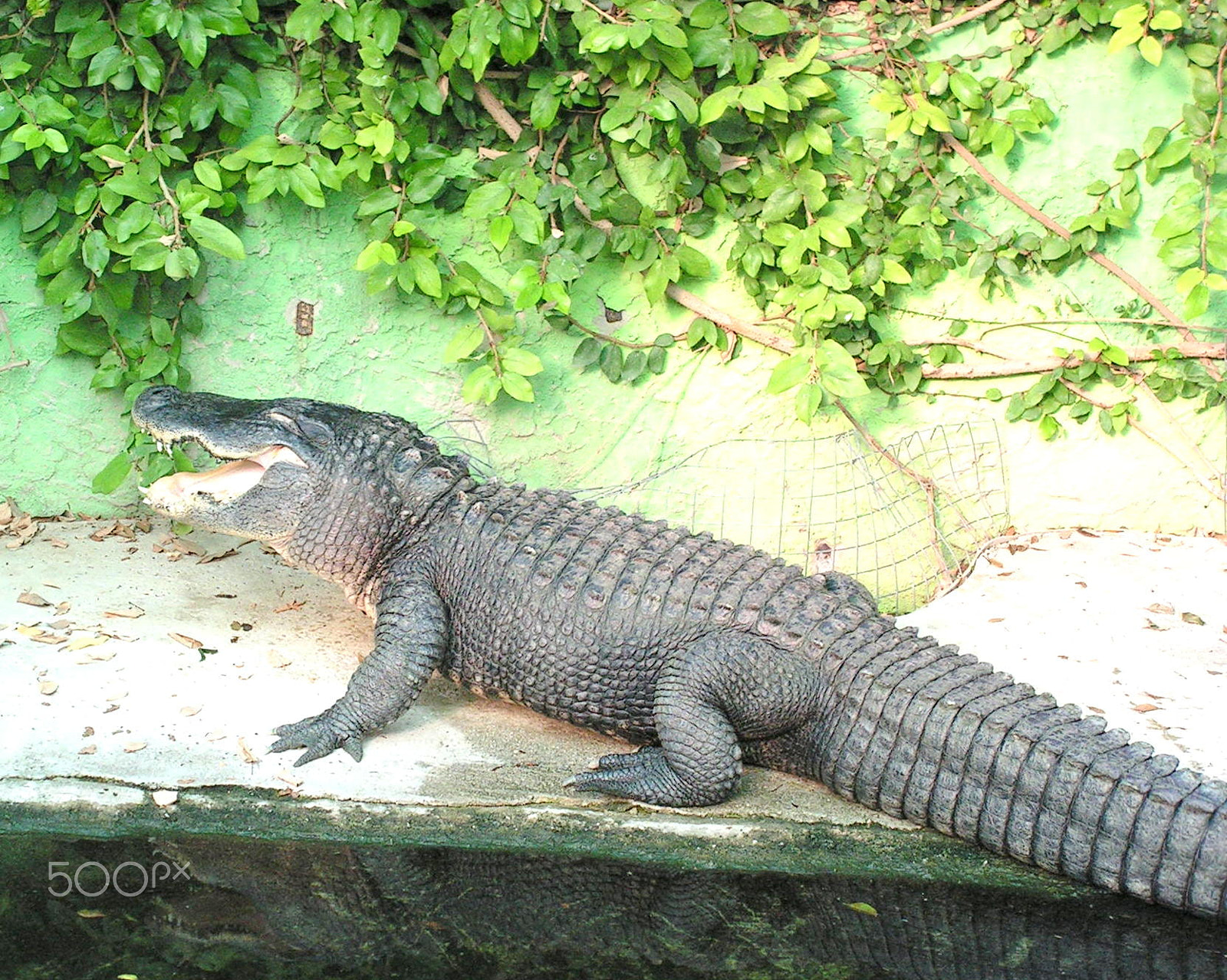KONICA MINOLTA DiMAGE Z10 sample photo. Caiman photography