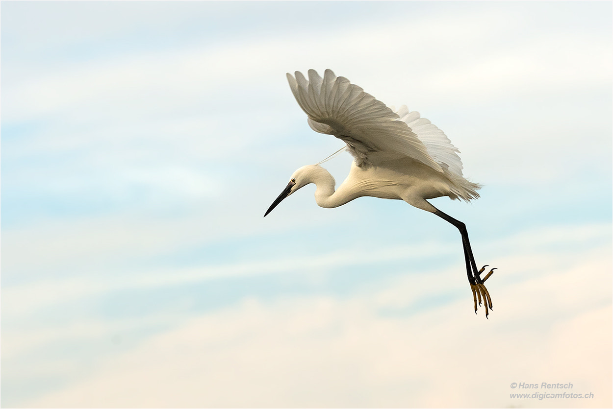 Nikon D5 sample photo. Anflug des seidenreiher photography