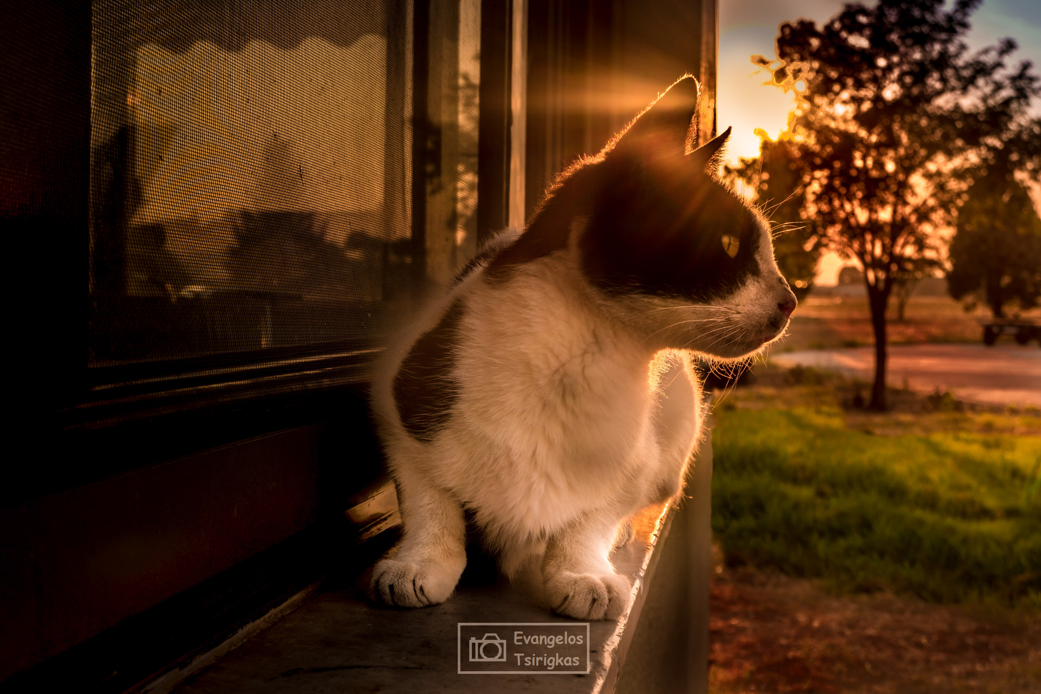 Samsung NX1 sample photo. Silent observation photography