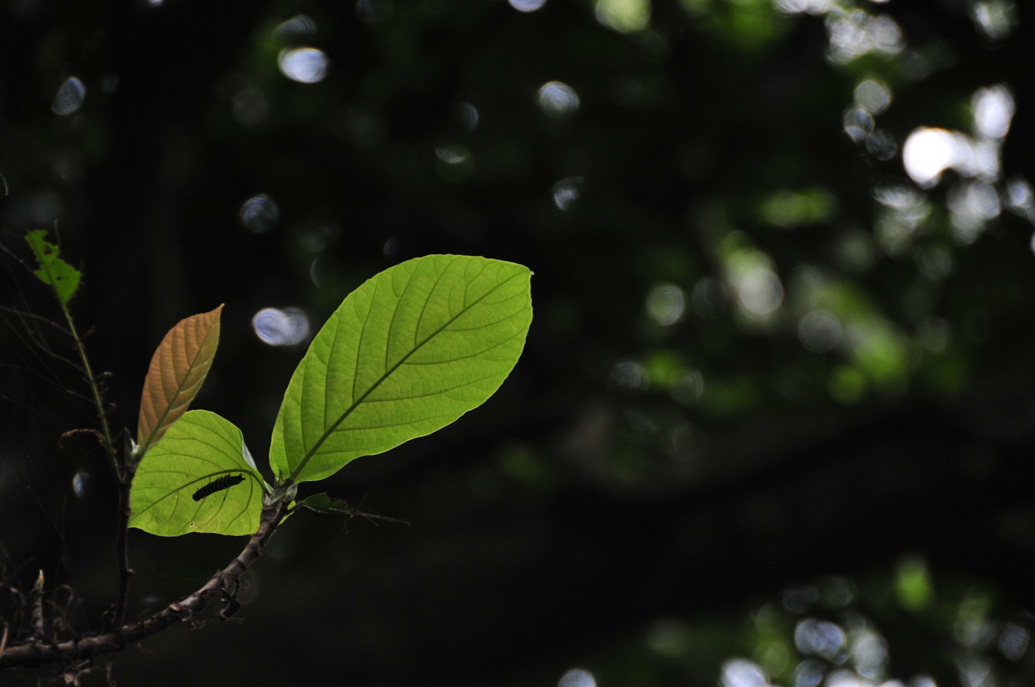 Nikon D3 sample photo. .. photography
