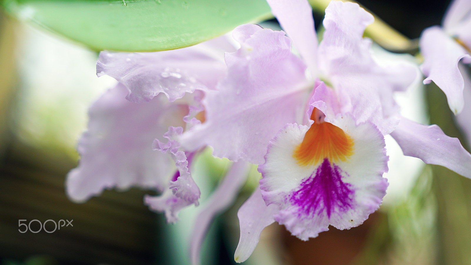 Sony a7S II + Sony FE 24-70mm F2.8 GM sample photo. Paradiso photography