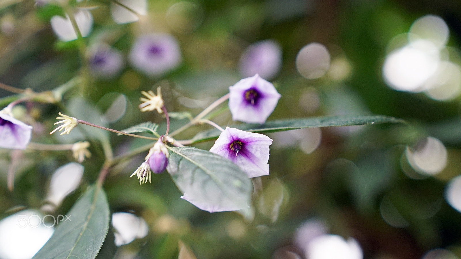 Sony a7S II + Sony FE 24-70mm F2.8 GM sample photo. Ya tu sabes photography