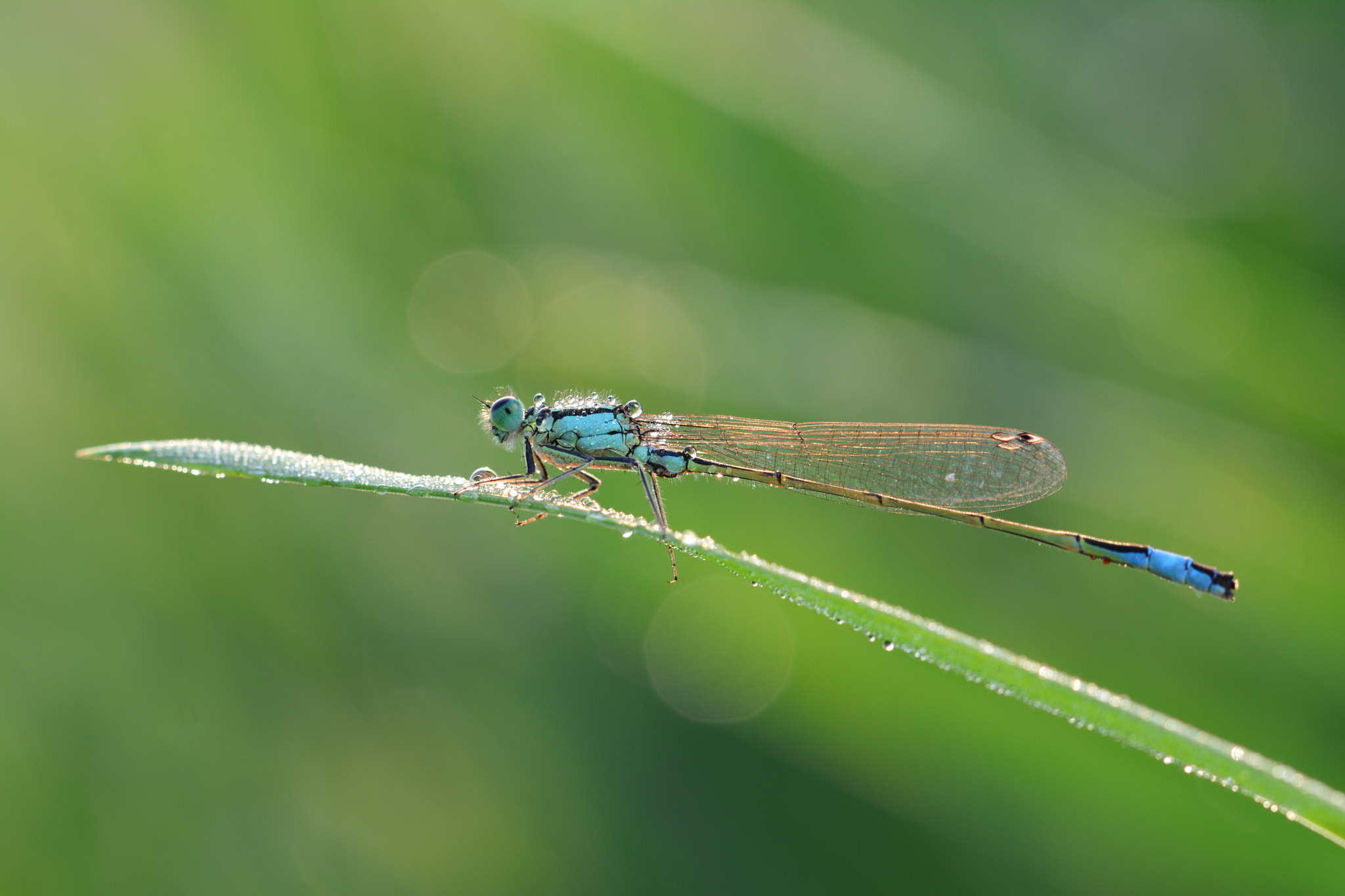 Nikon D5200 + Tamron SP 90mm F2.8 Di VC USD 1:1 Macro (F004) sample photo. Dragonfly photography