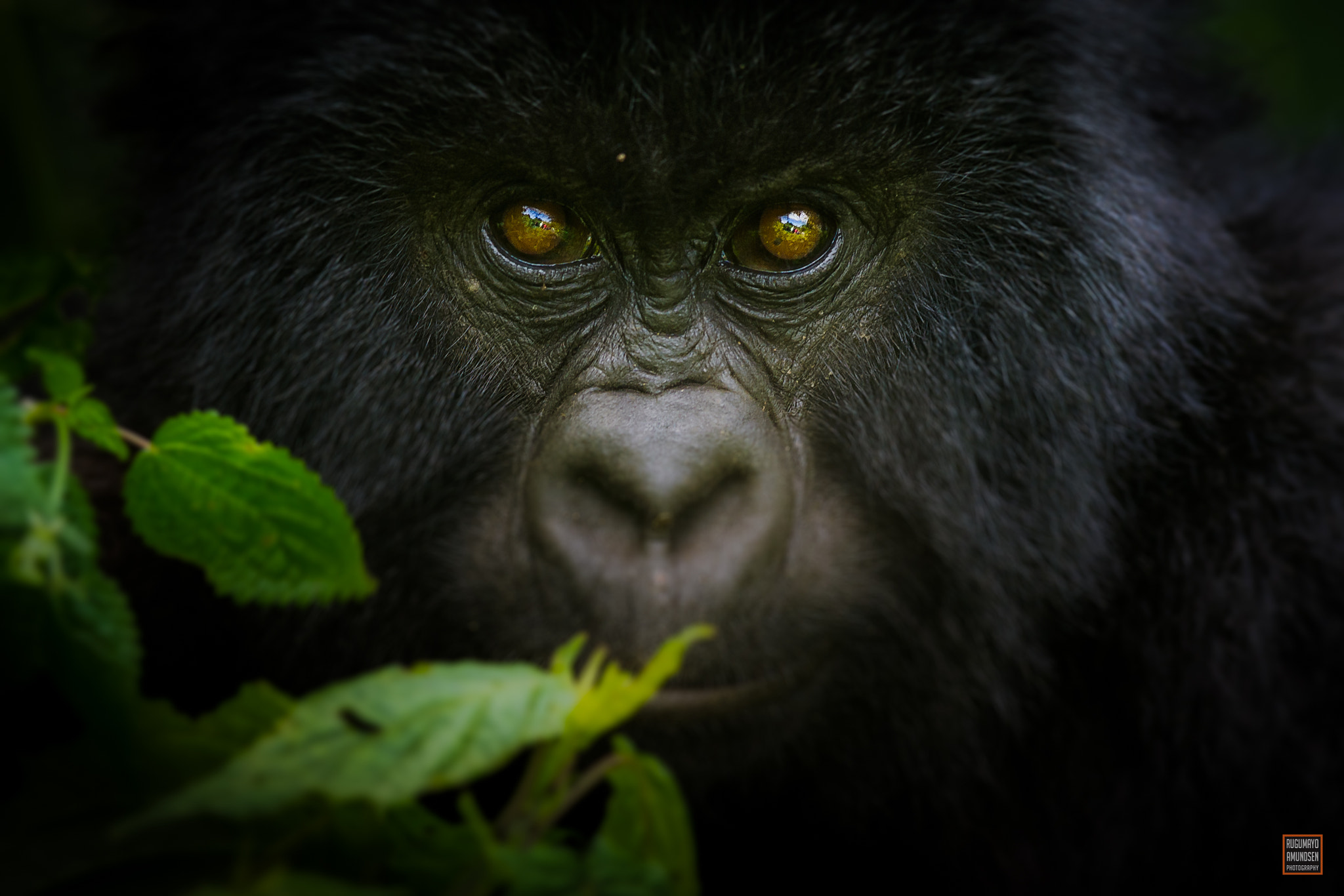 Sigma 300mm F2.8 APO EX DG HSM sample photo. Mountain gorilla photography