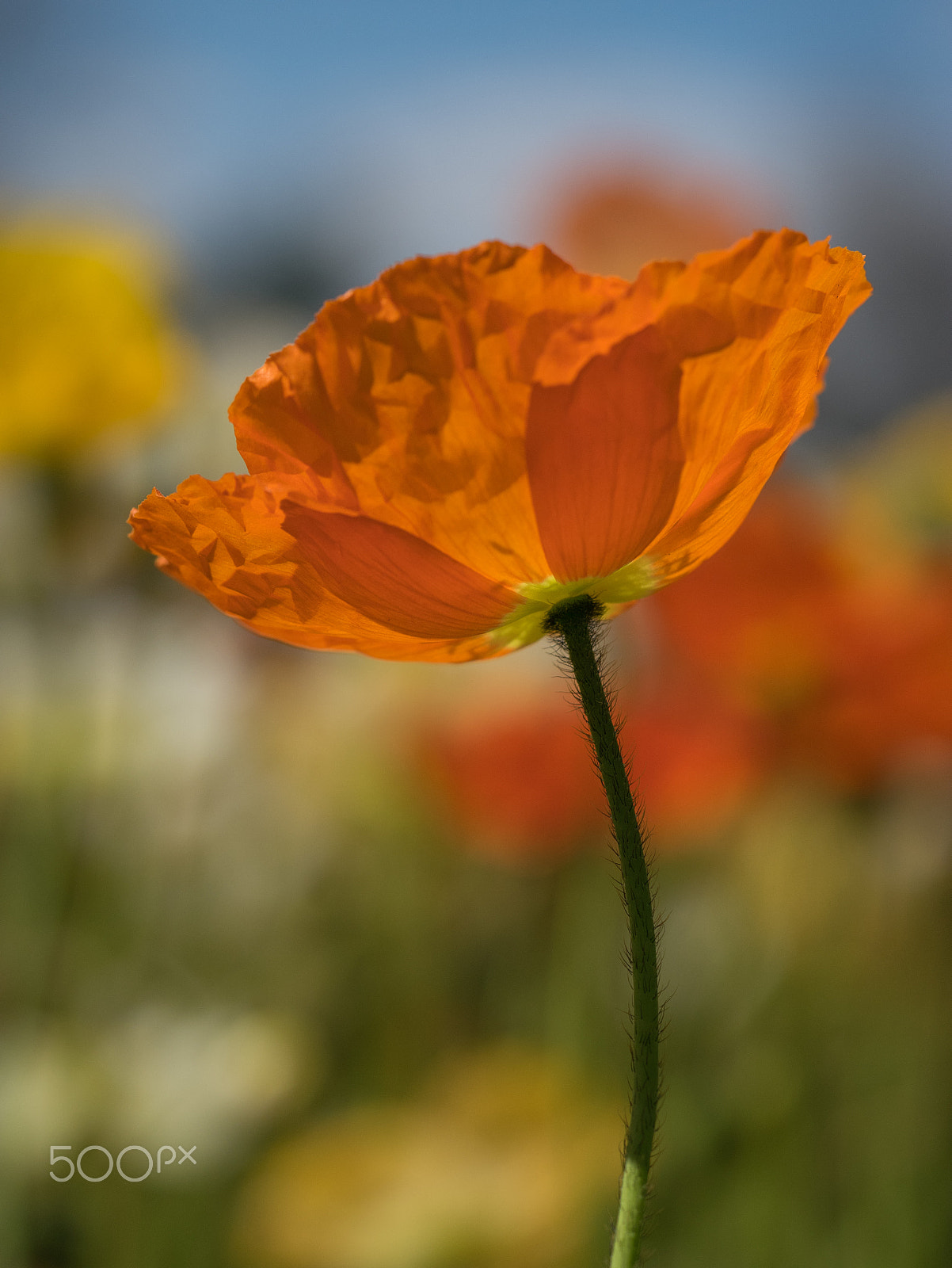 Panasonic DMC-GM1S + Olympus M.Zuiko Digital ED 60mm F2.8 Macro sample photo. Floriade 2016 -6 photography