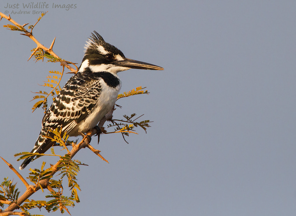 Canon EF 300mm F2.8L IS USM sample photo. Pied kingfisher photography