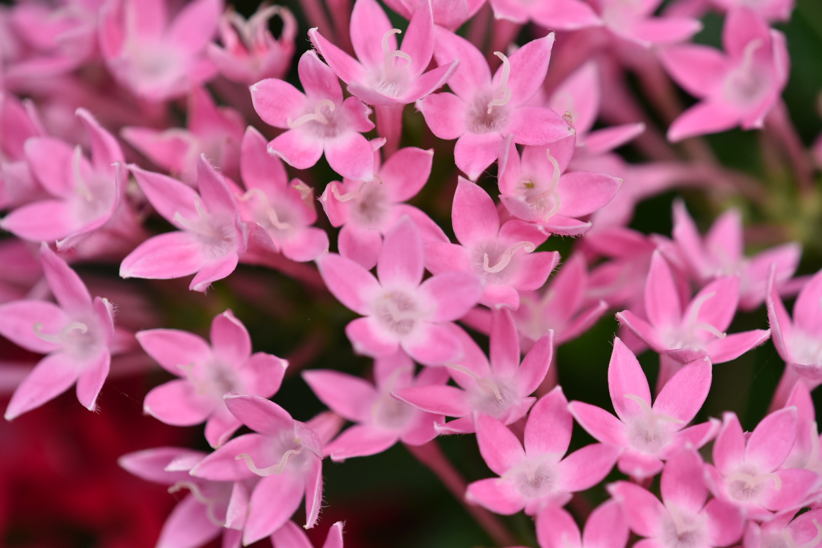 Nikon AF-S DX Micro-Nikkor 85mm F3.5G ED VR sample photo. Little flowers photography