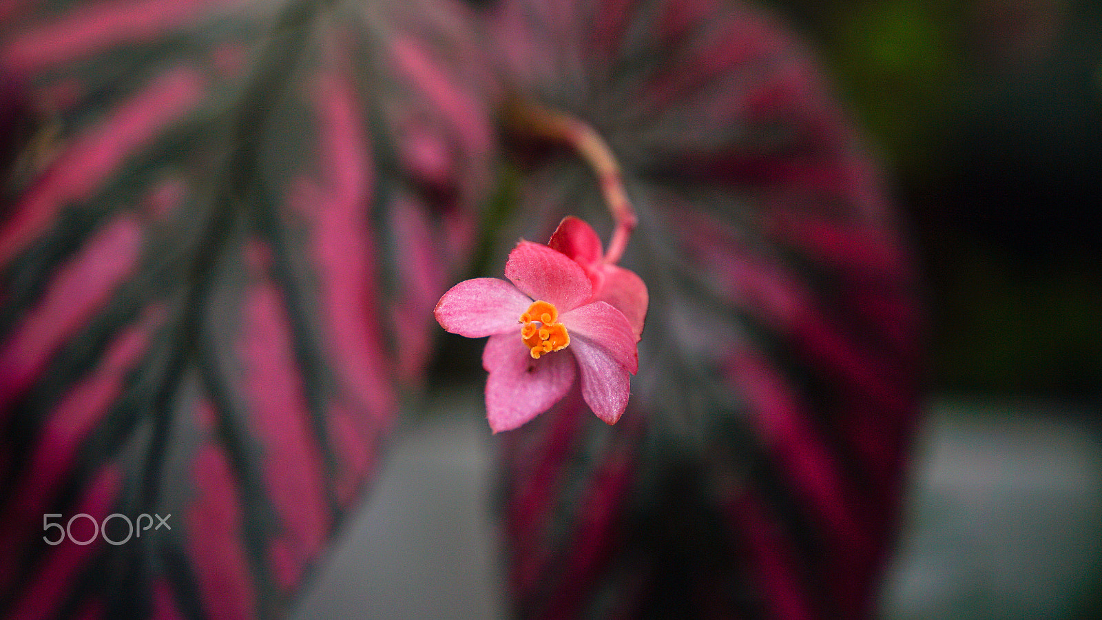 Sony a7S II + Sony FE 24-70mm F2.8 GM sample photo. I find it kind of funny, i find it kind of sad photography