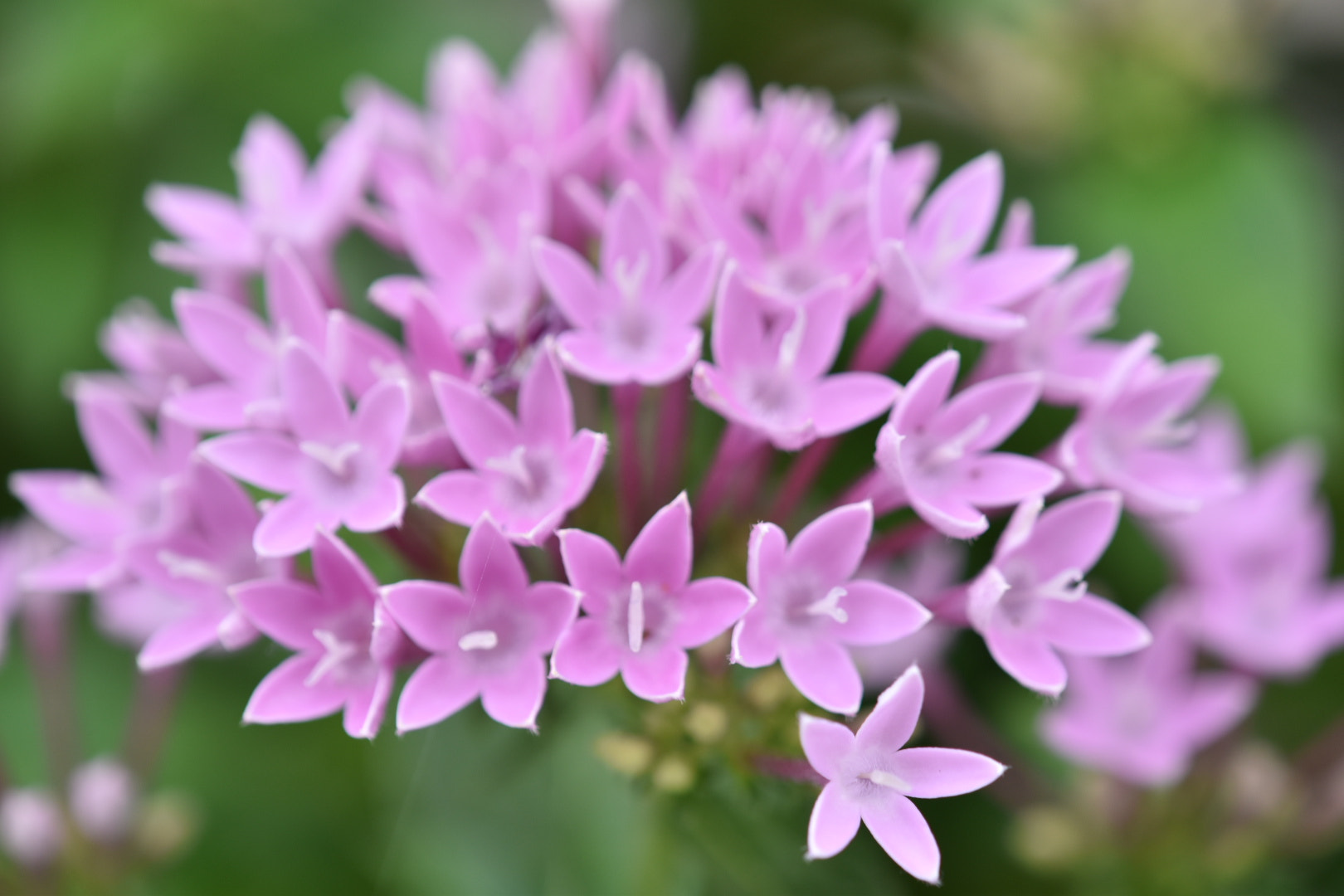Nikon AF-S DX Micro-Nikkor 85mm F3.5G ED VR sample photo. Little bouquet  photography