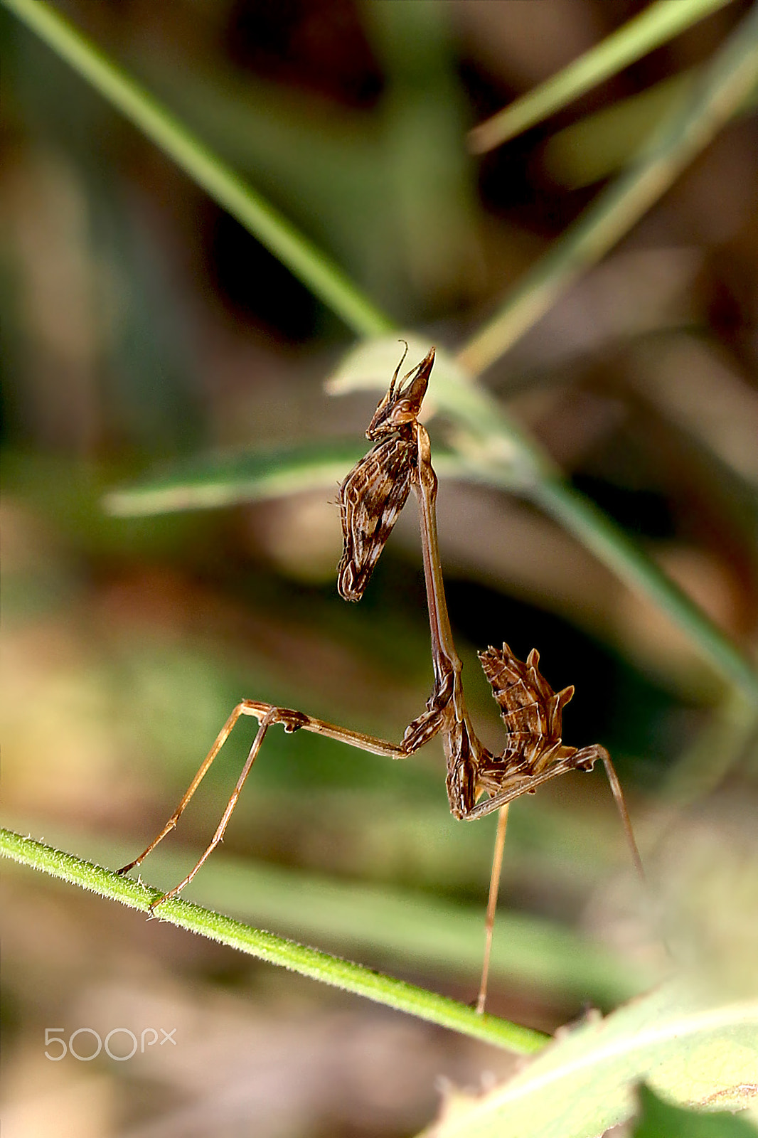 Canon EOS 60D + Canon EF 100mm F2.8L Macro IS USM sample photo. Praying mantis photography