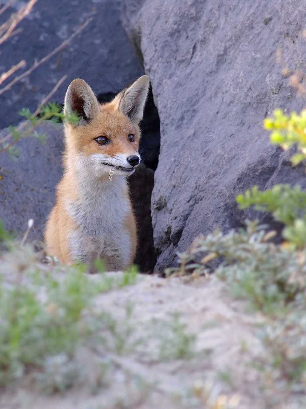 Canon EOS-1D Mark III + Canon EF 400mm f/2.8L sample photo. Red fox cub photography