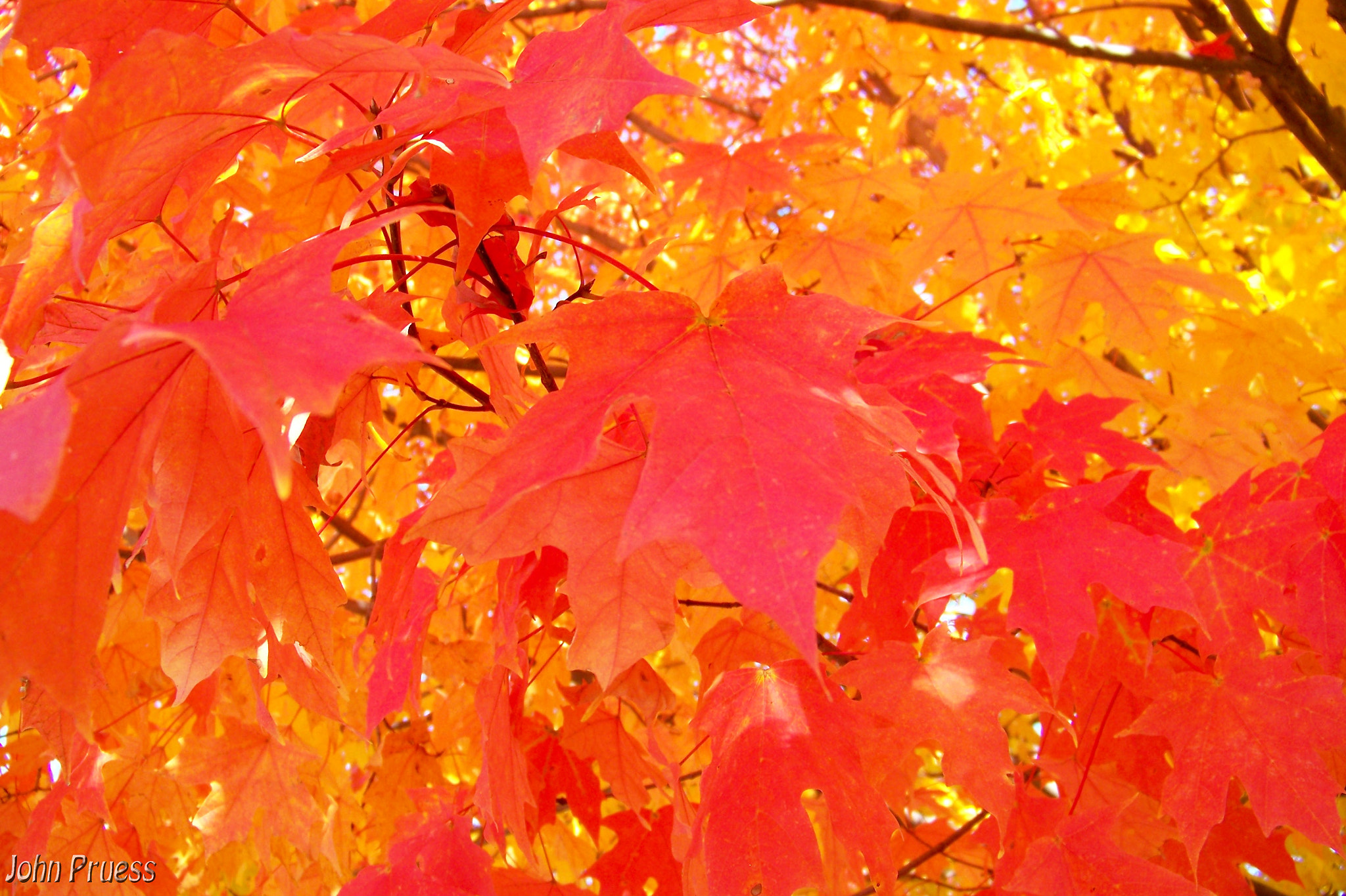Kodak EASYSHARE Z1012 IS DIGITAL CAMERA sample photo. Fall leaves on fire photography
