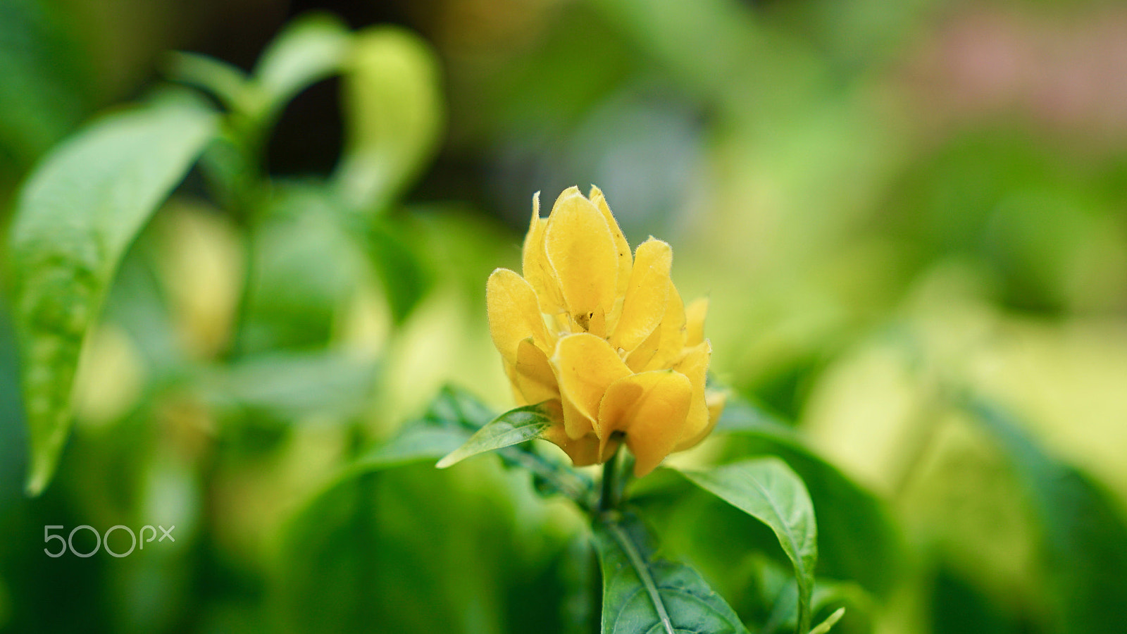 Sony a7S II + Sony FE 24-70mm F2.8 GM sample photo. Desire swallows up my pride photography
