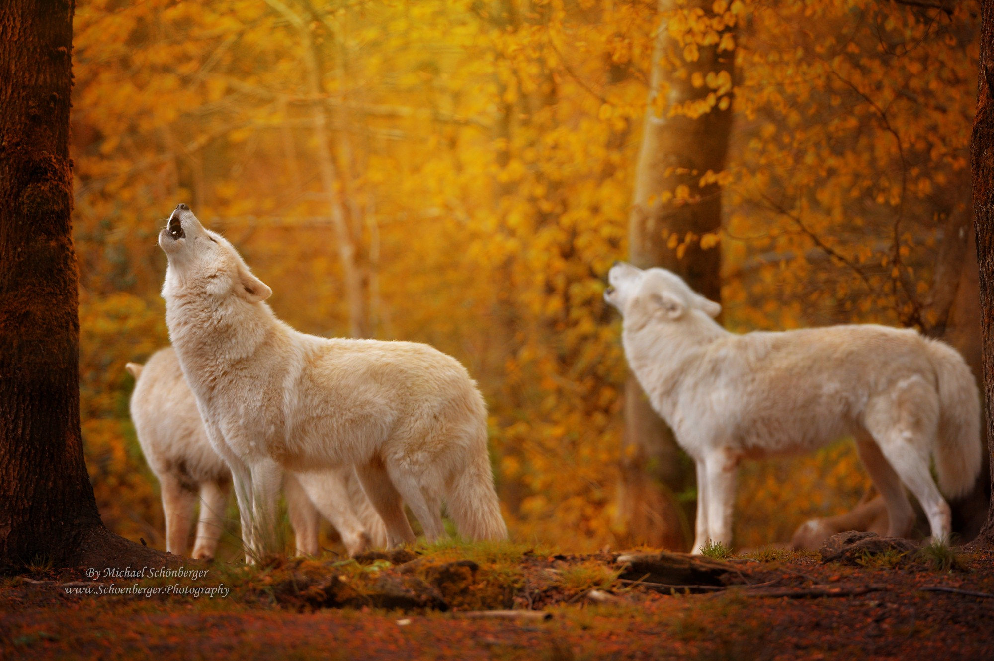 Nikon D4 sample photo. Arctic wolves photography