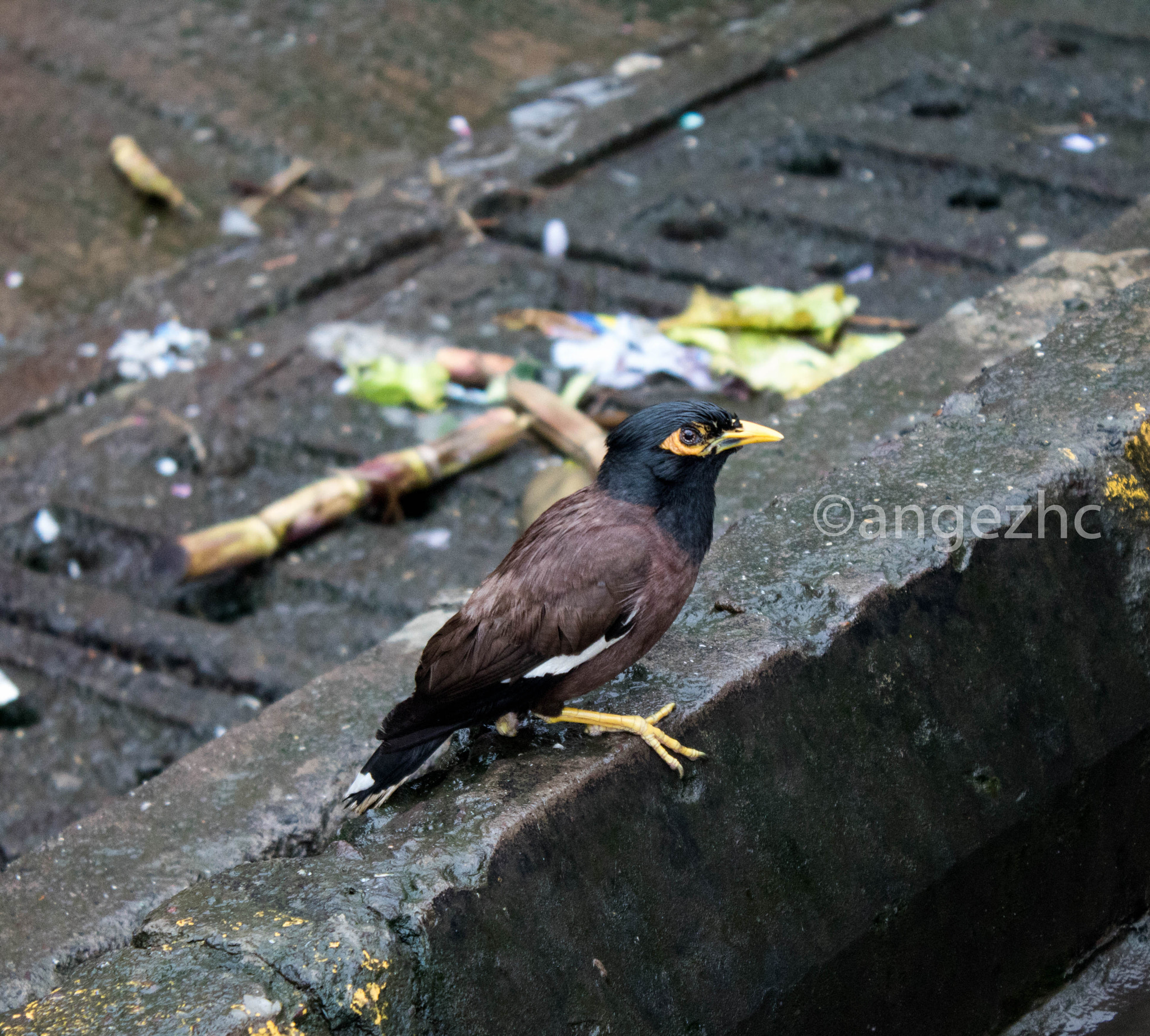 Canon EOS 760D (EOS Rebel T6s / EOS 8000D) sample photo. Common myna photography