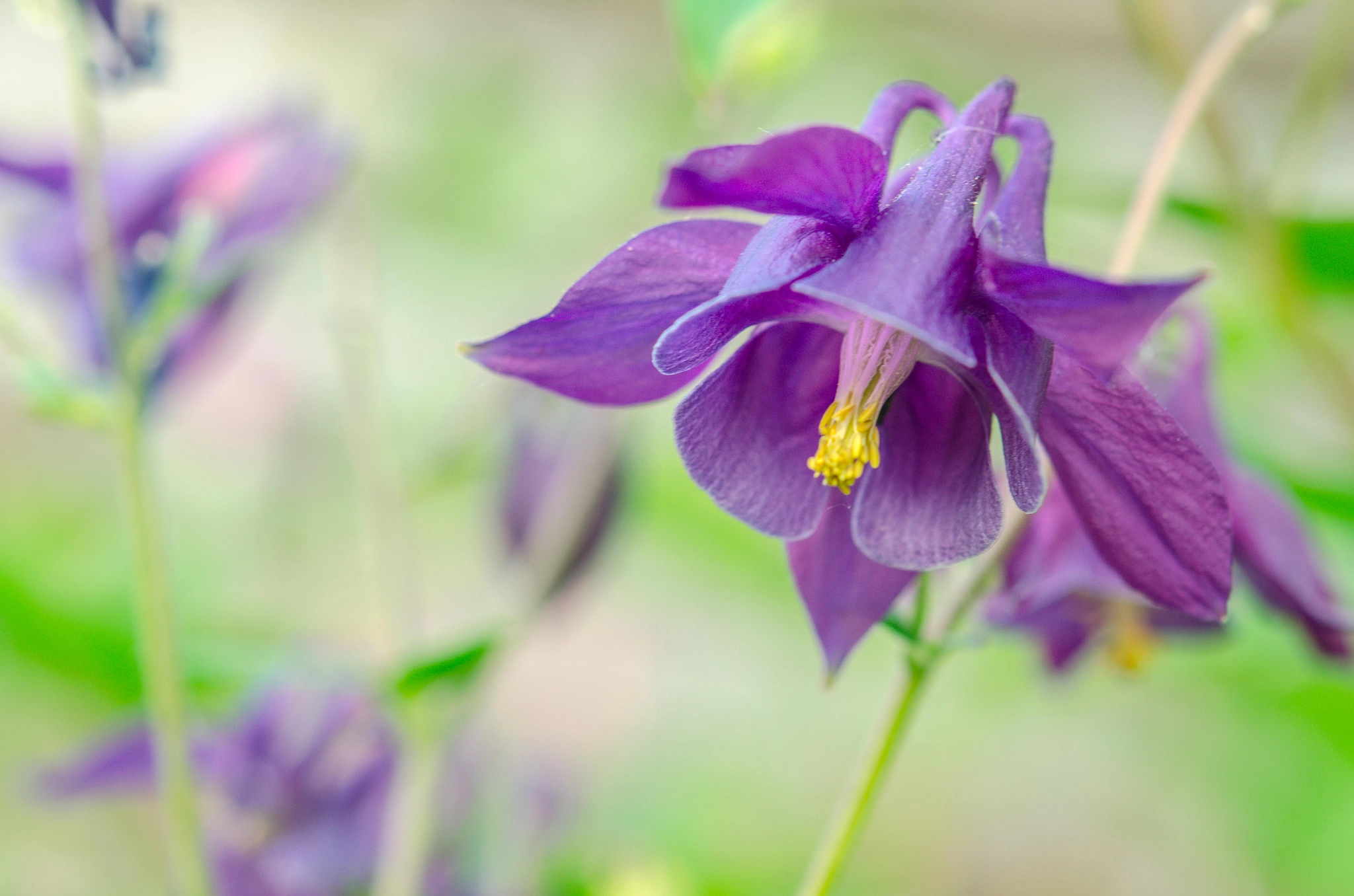 Nikon AF-S Micro-Nikkor 60mm F2.8G ED sample photo. Columbine photography